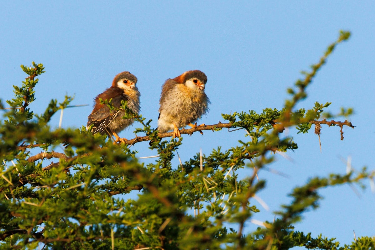 Pygmy Falcon (Polihierax semitorquatus) 