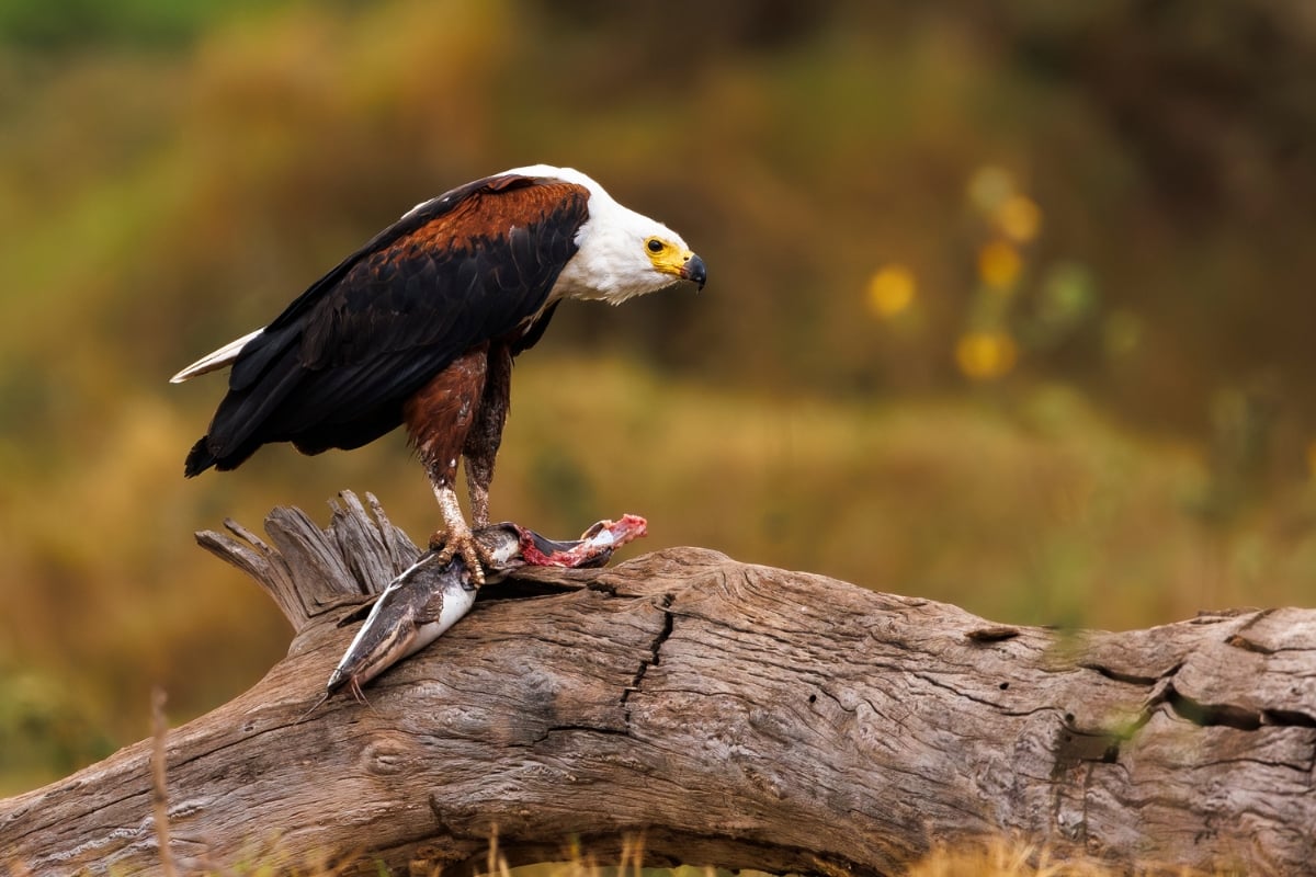 African Fish Eagle (Haliaeetus vocifer) 