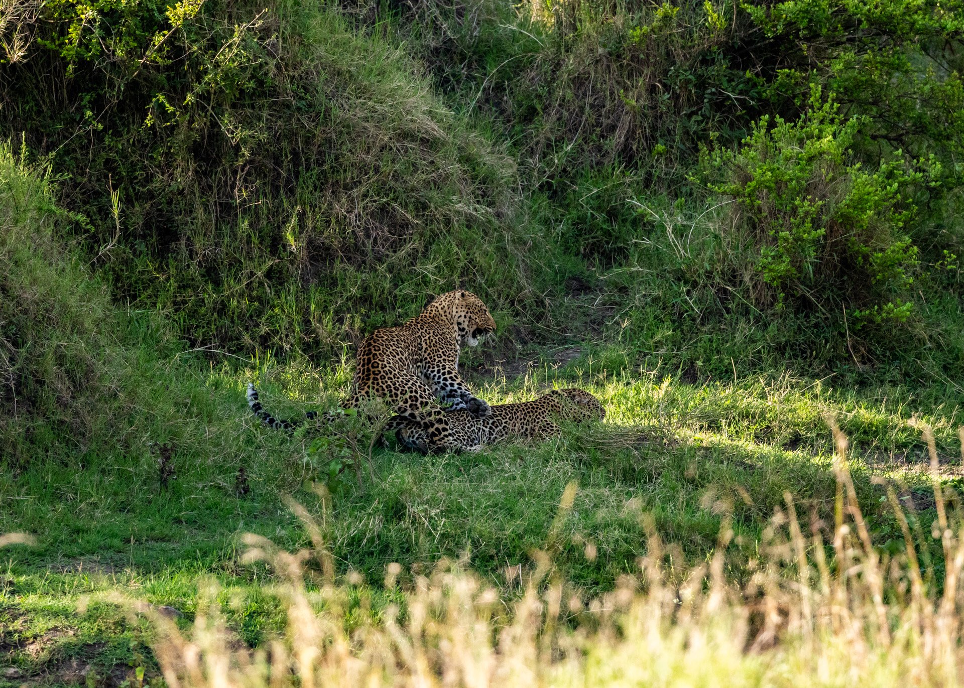 F 8, 1/2500, ISO 3200 | Robert Sayialel