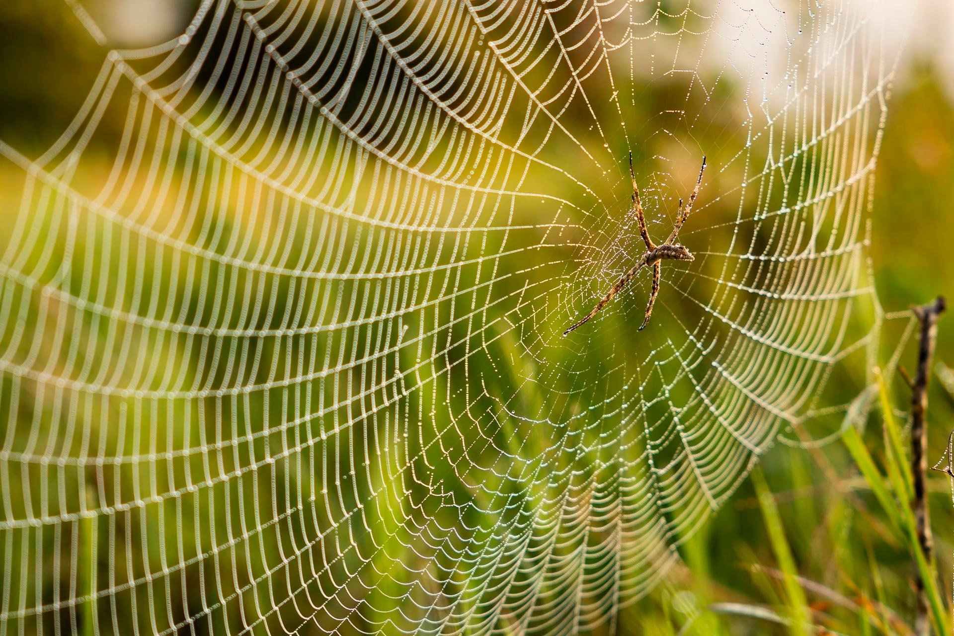 F 2.8, 1/250, ISO 100 | Robert Sayialel 