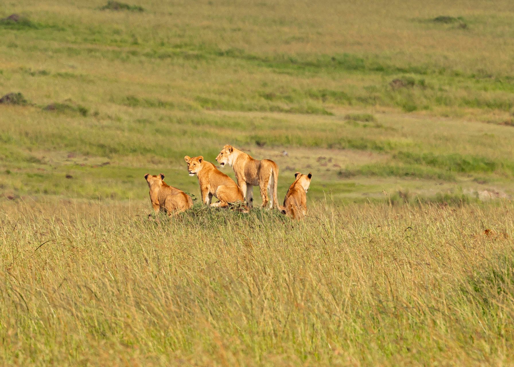 F11.0, 1/1000, ISO500 | Arnold Omondi 