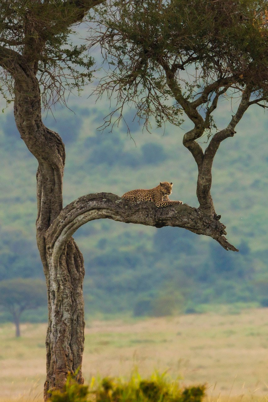 F5.6, 1/800, ISO500 | Guide Robert Kiprotich 
