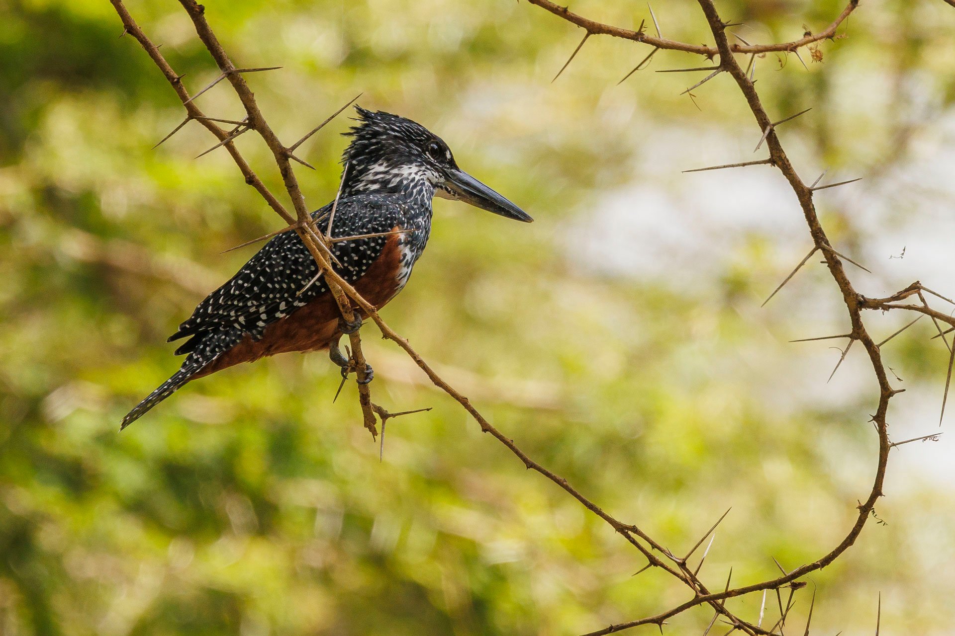 F8.0, 1/640, ISO400 | Rio Marvin 