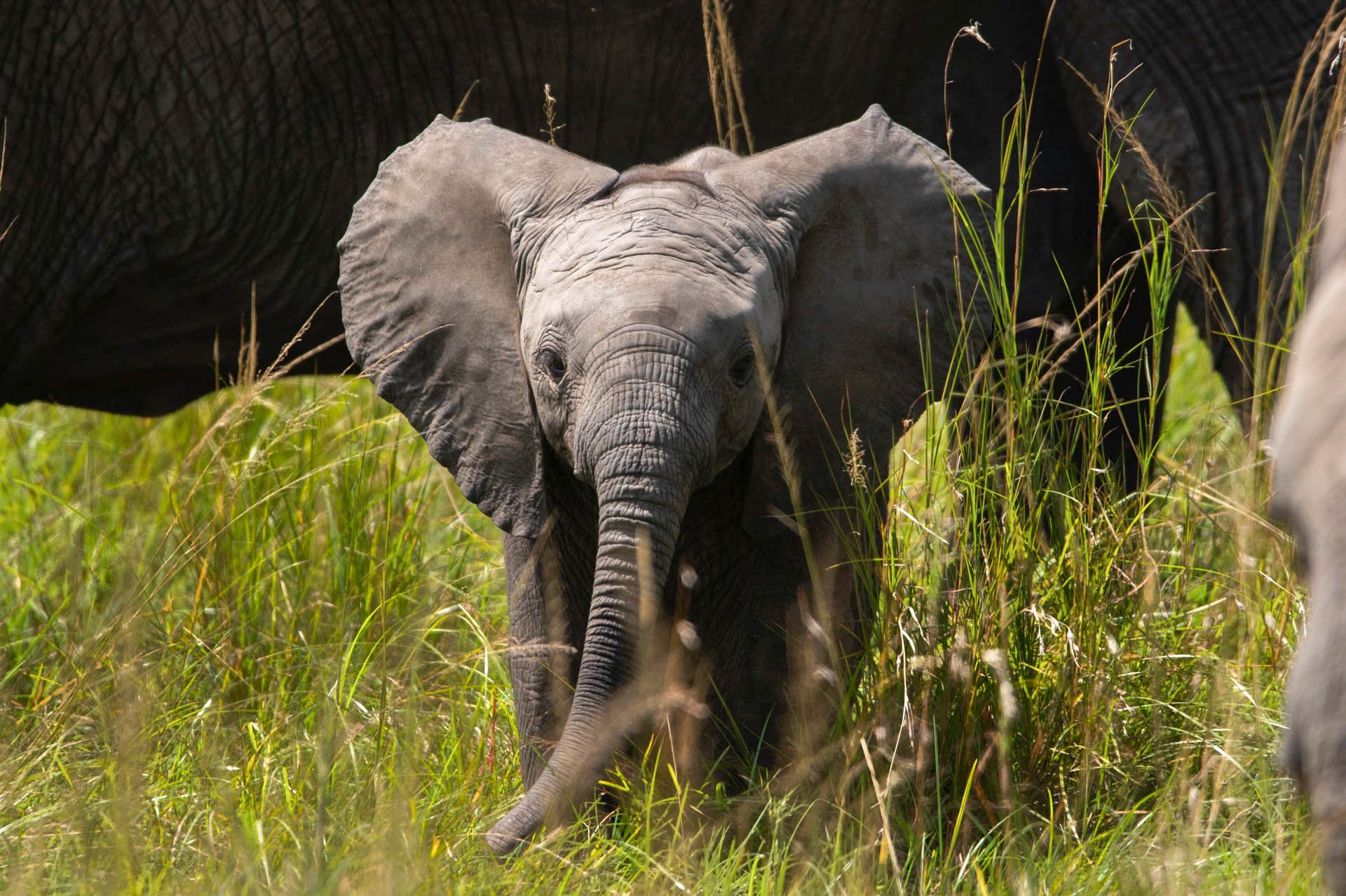 There is lots to eat, especially for the new-born ellies