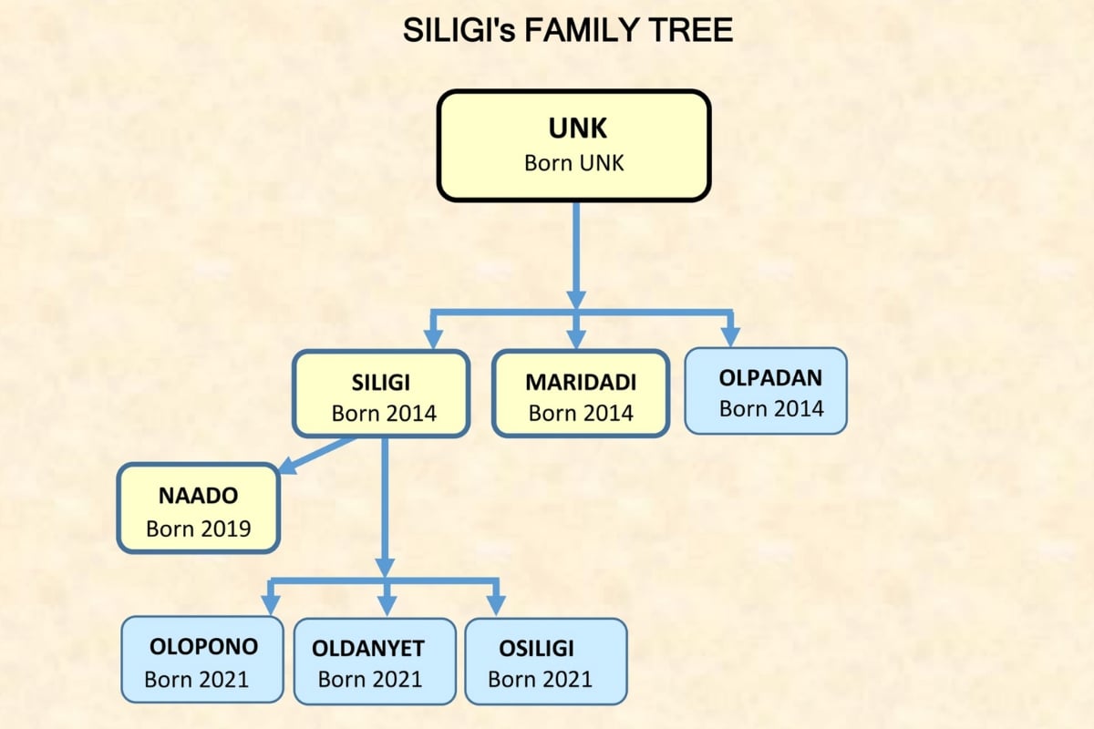 Family Tree courtesy of the Mara Meru Cheetah Project