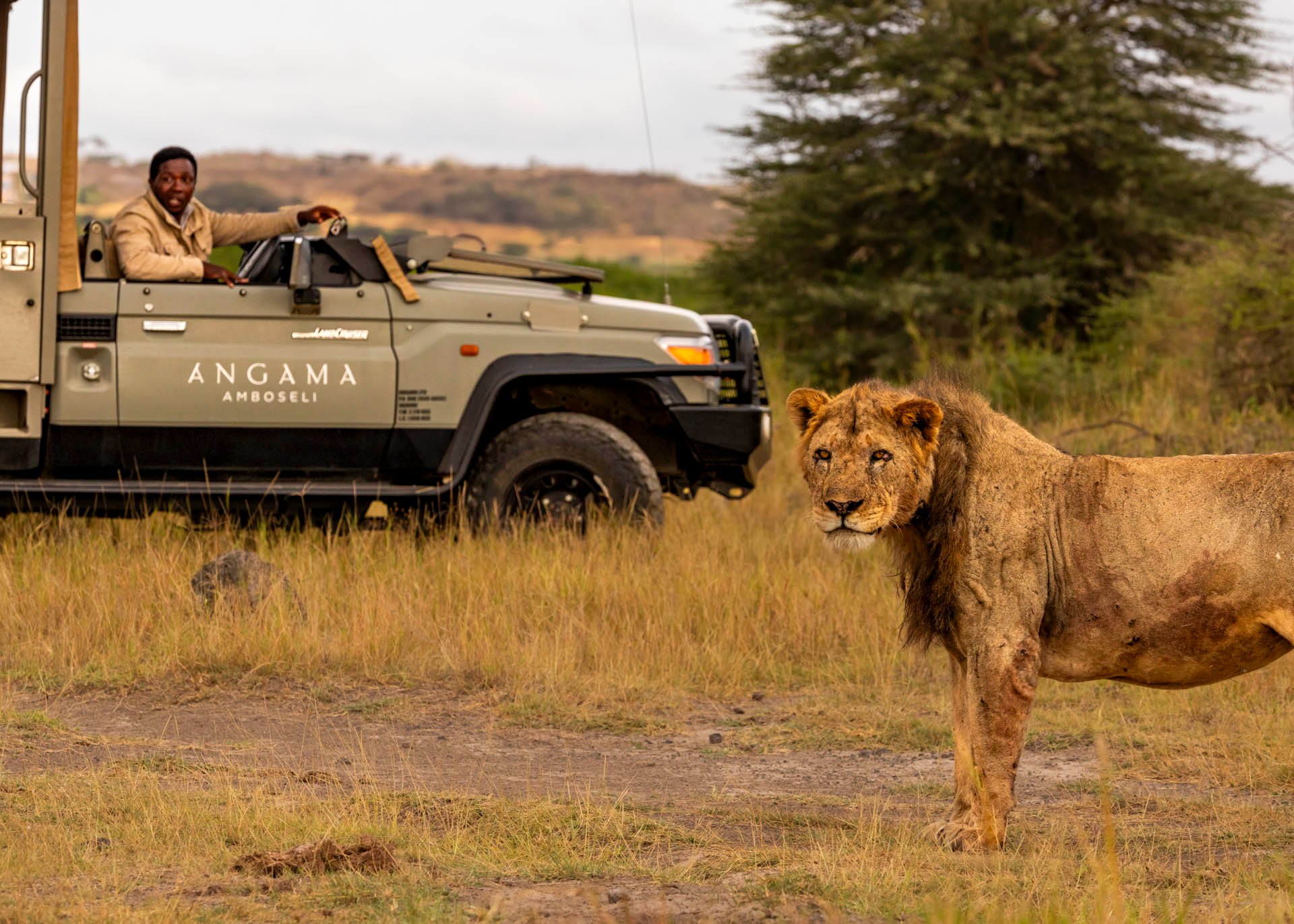 Above: First there were two, now a whole Pride lives in Kimana Sanctuary