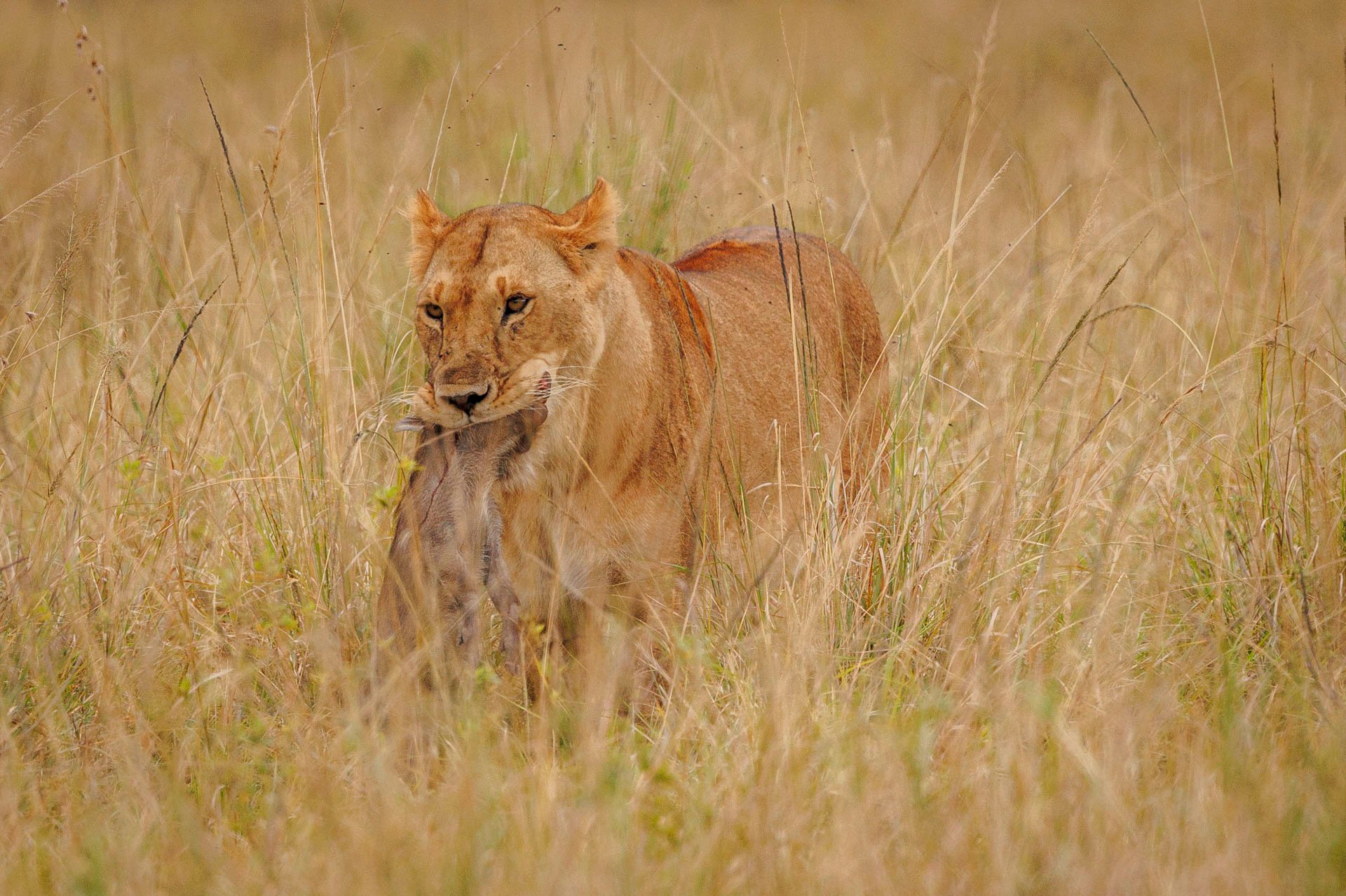 F 7.1, 1/640, ISO 800 |  Arnold Omondi 