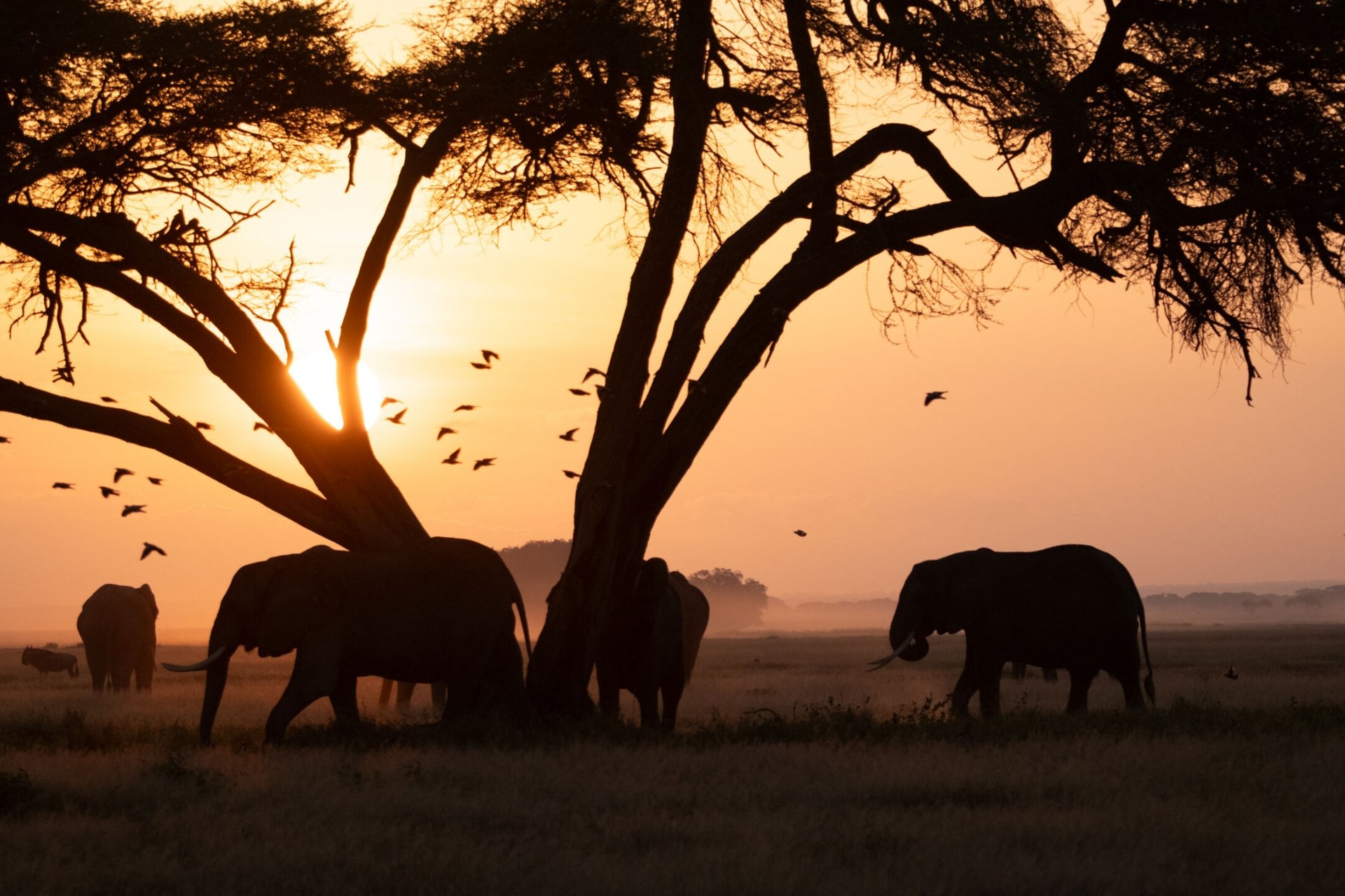 Elephants are most active at dawn and dusk