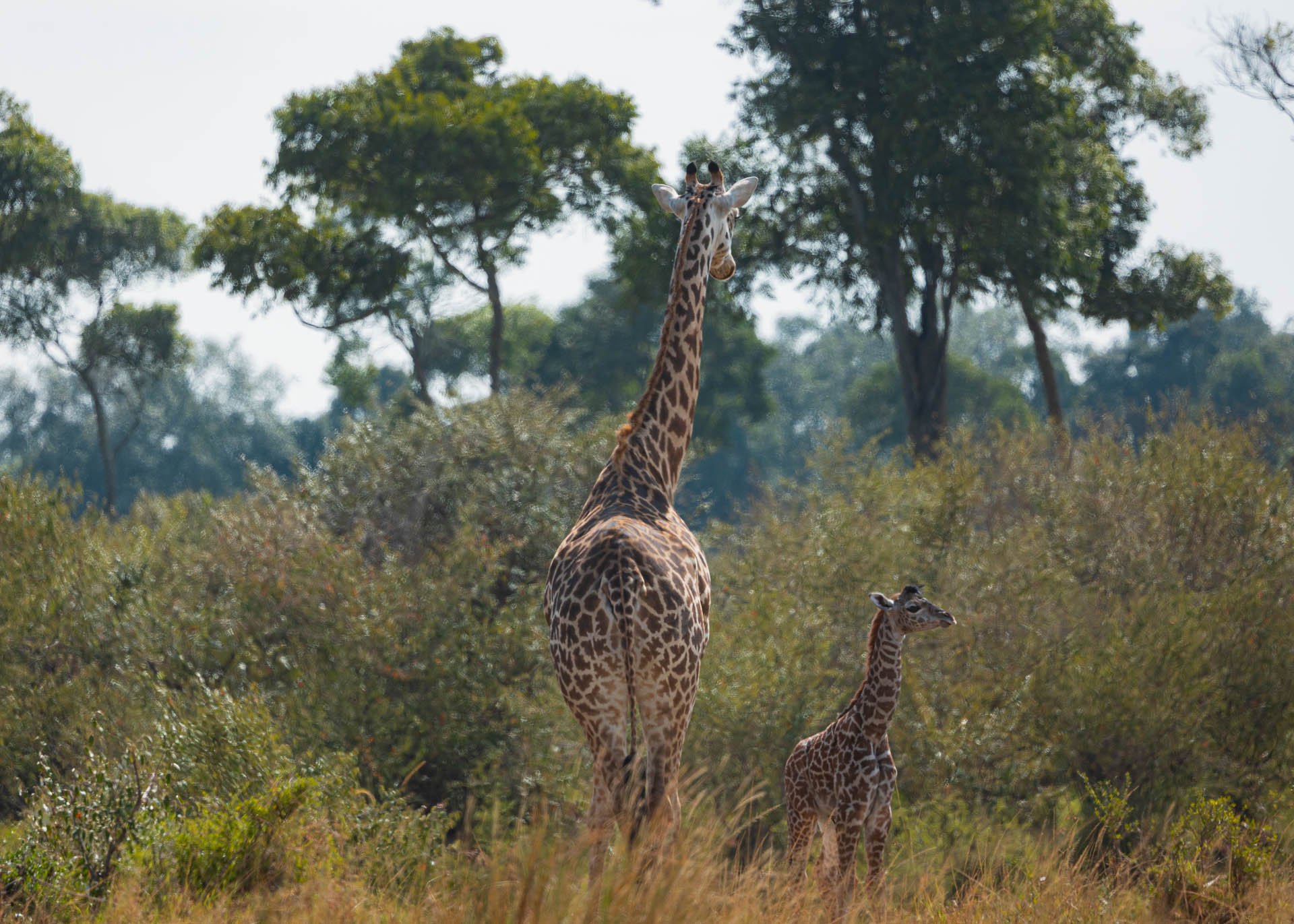 F6.3, 1/1000, ISO320 | Arnold Omondi 