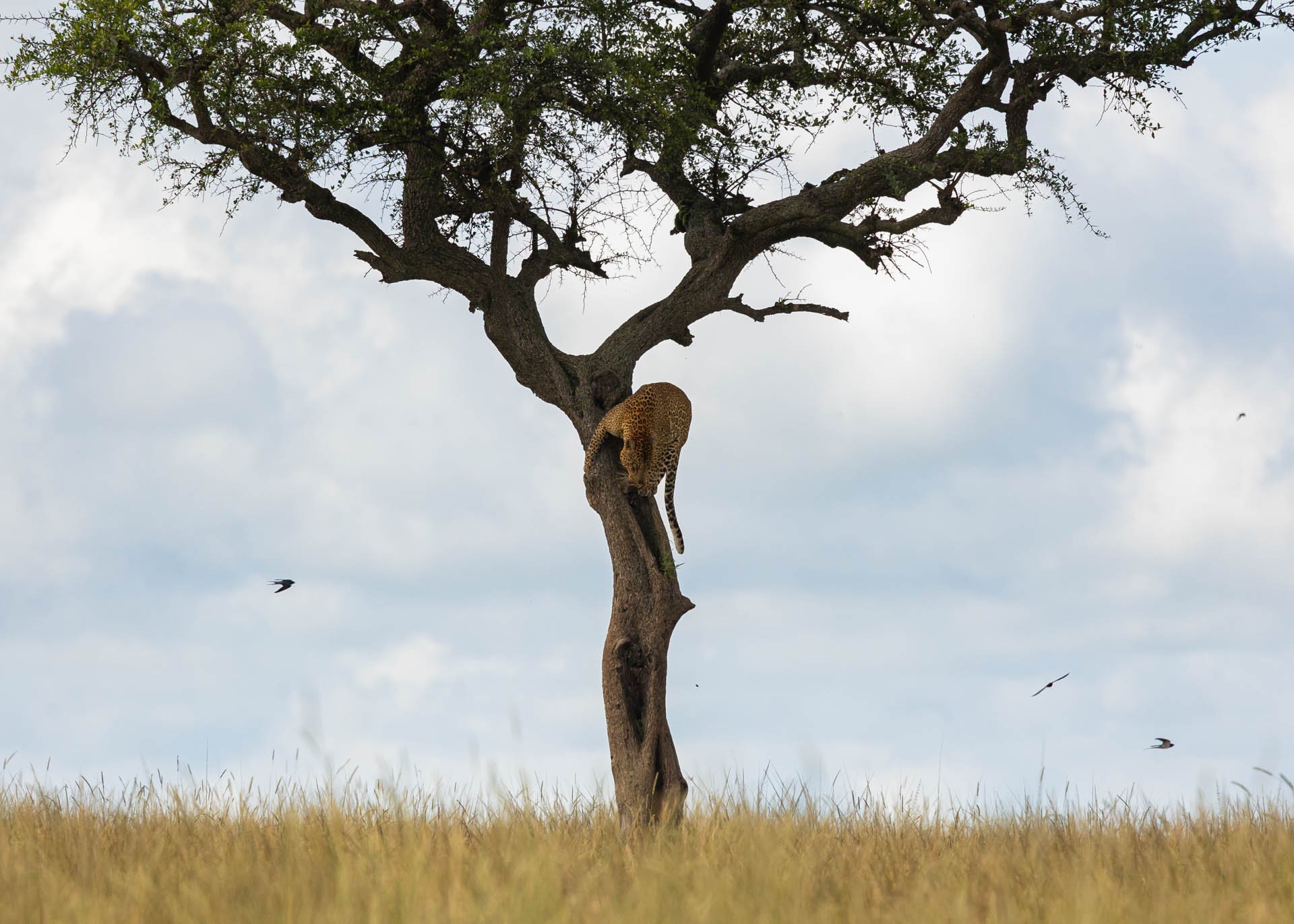 F8.0, 1/1000, ISO500 | Arnold Omondi 