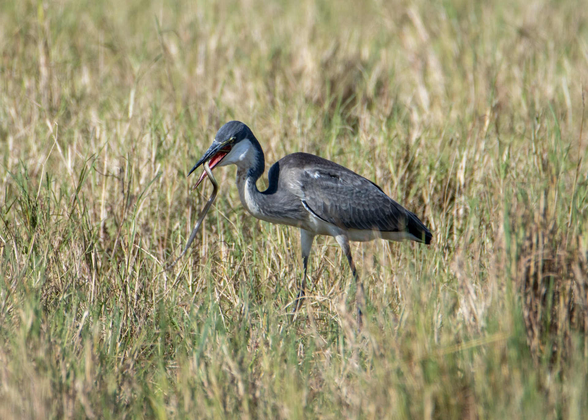 F 6.3, 1/800, ISO 200 | Robert Kiprotich