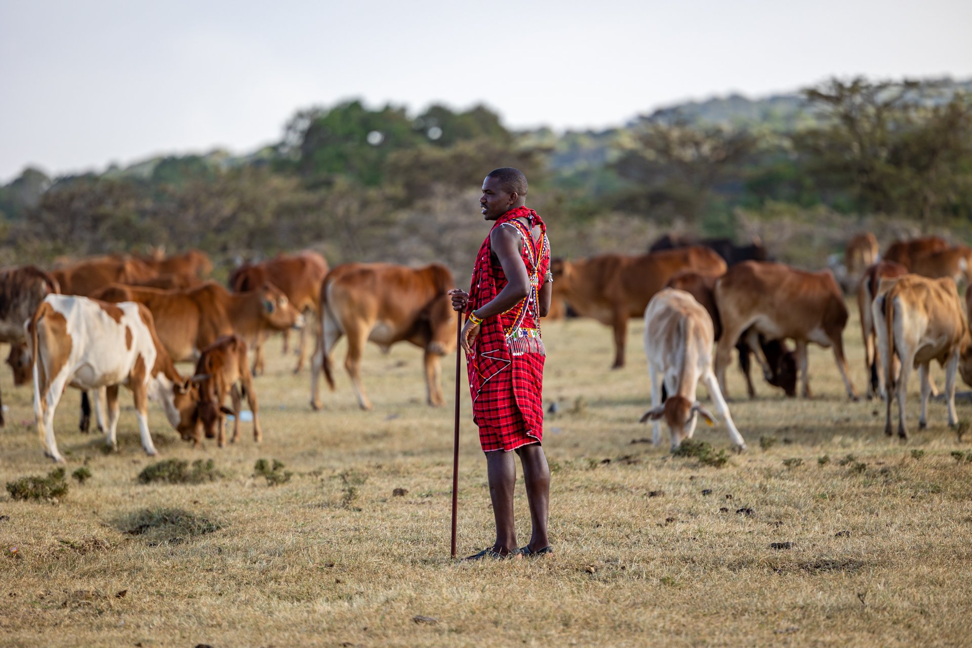 Cattle graze along the escarpment near Angama Mara