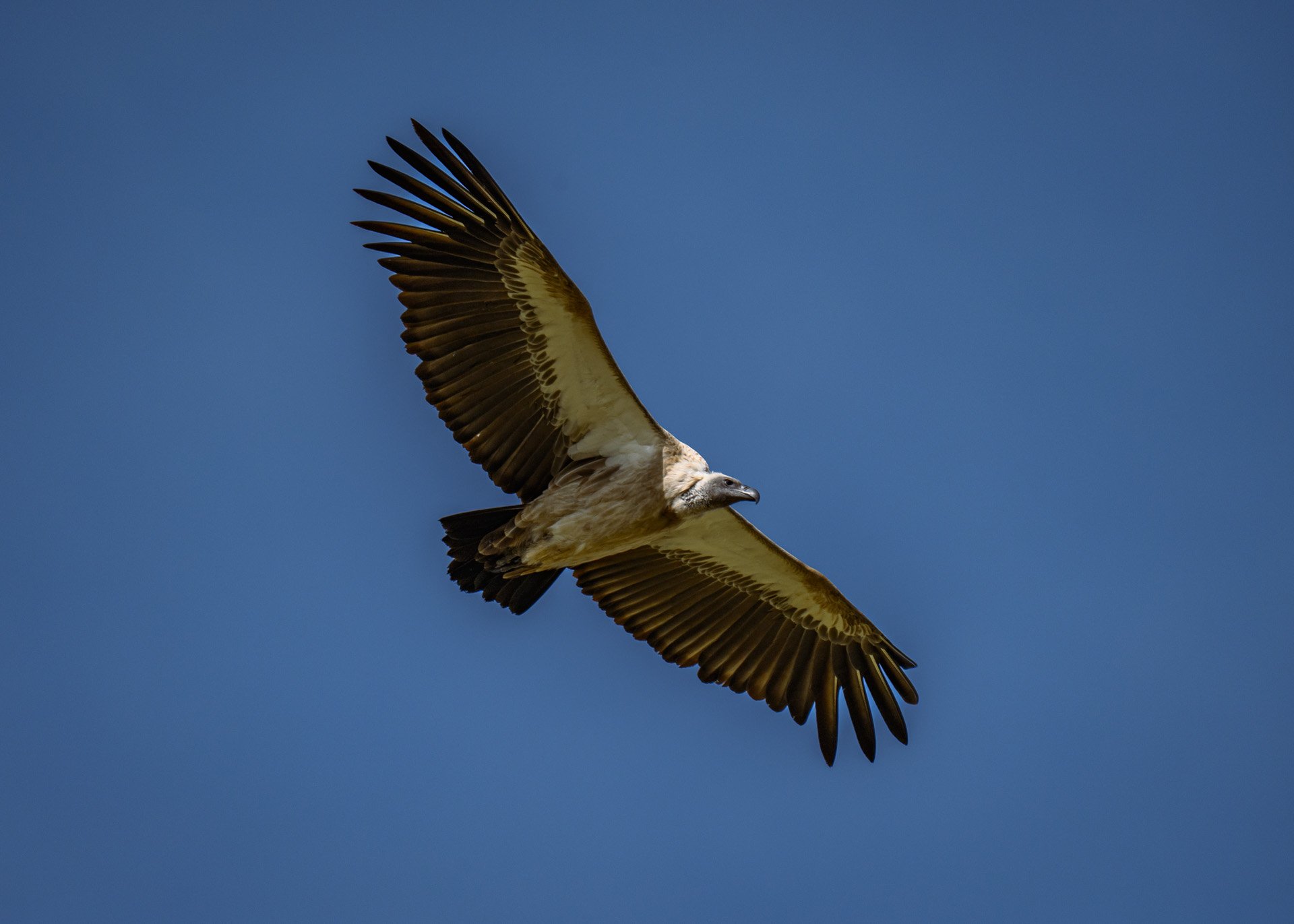 F6.3, 1/2000, ISO250 | Rio Marvin 