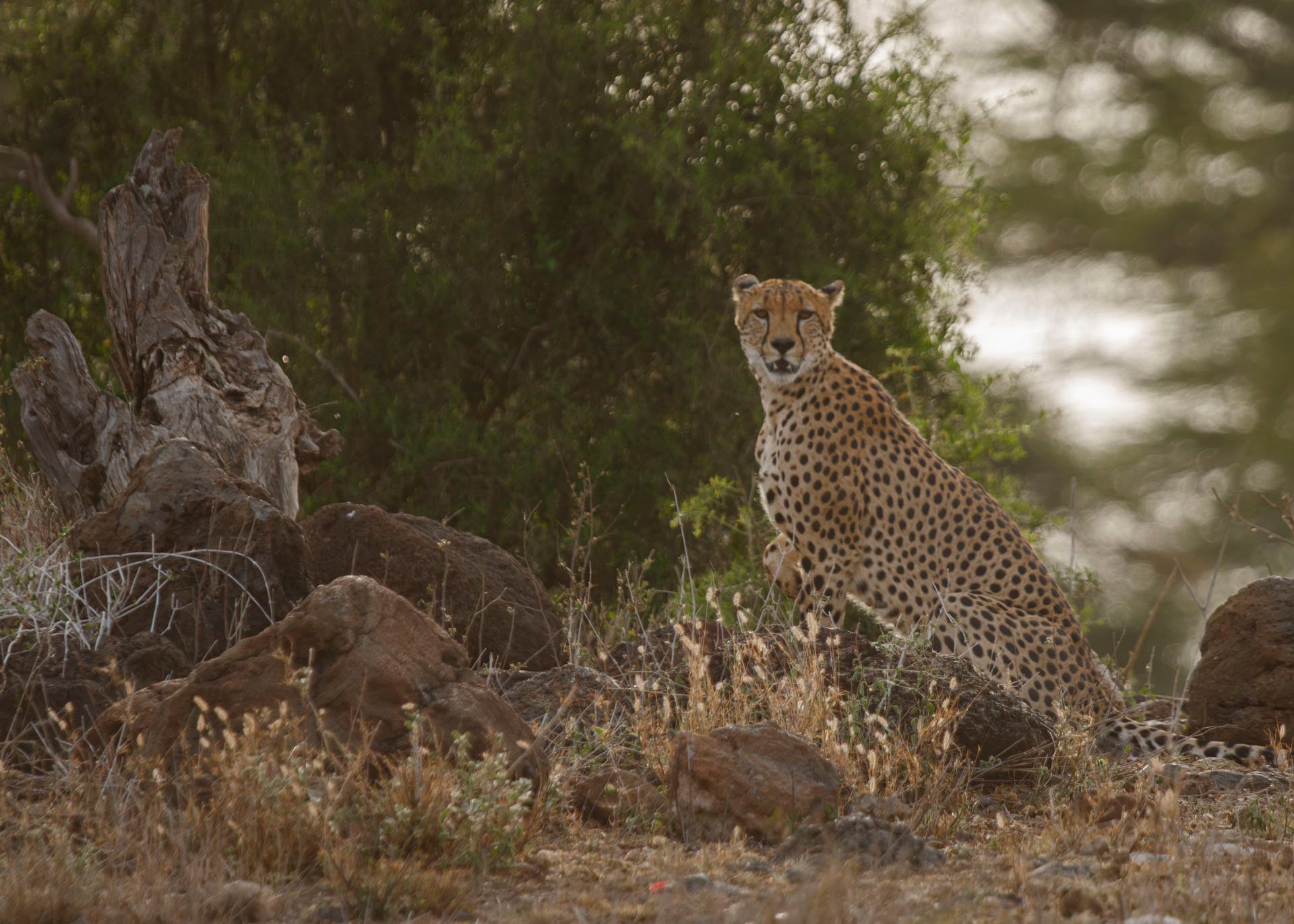 F6.3, 1/800, ISO500 | Guide Johnson Salash 