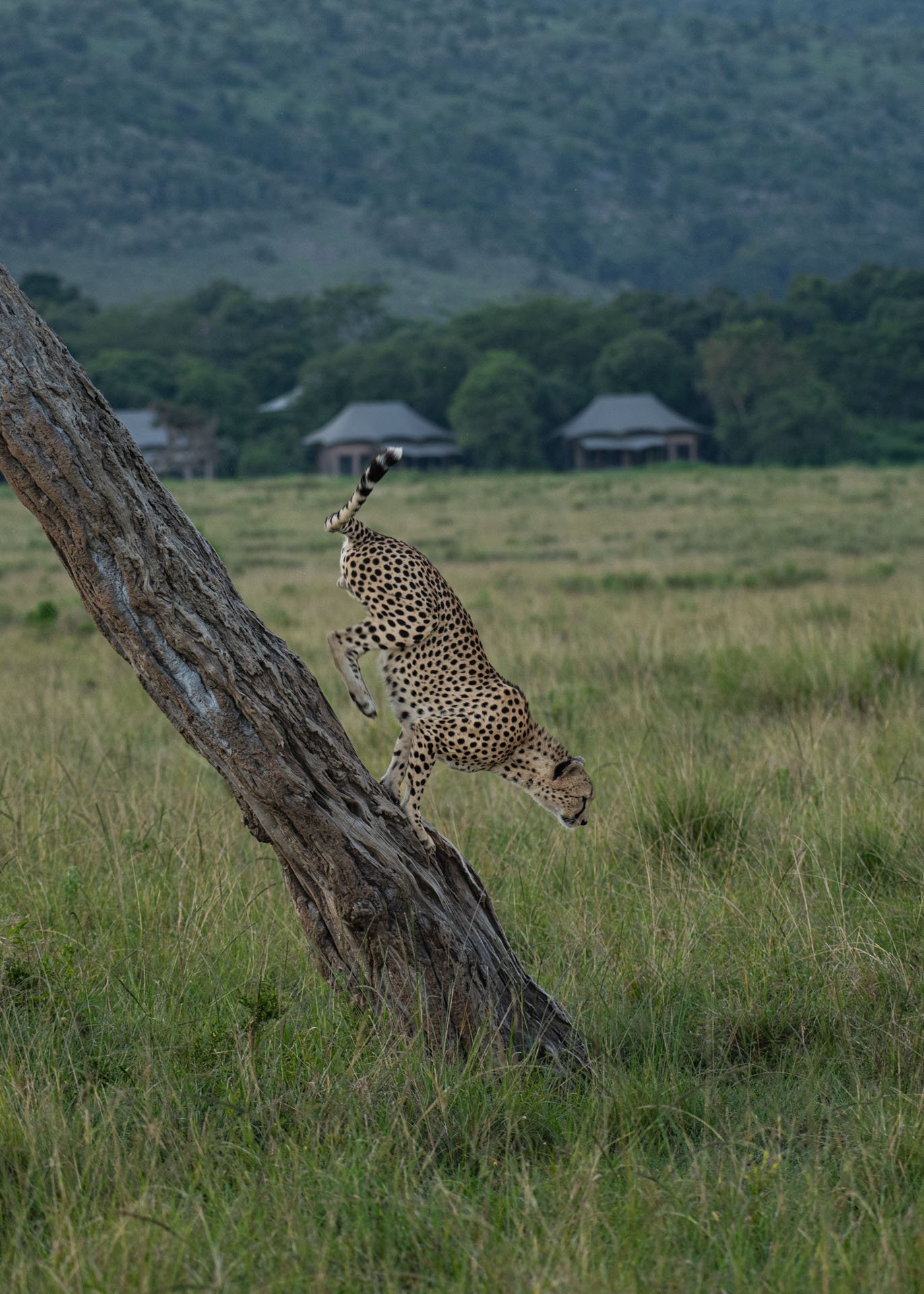 F5.6, 1/800, ISO400 | Guide Jeremy Macharia 