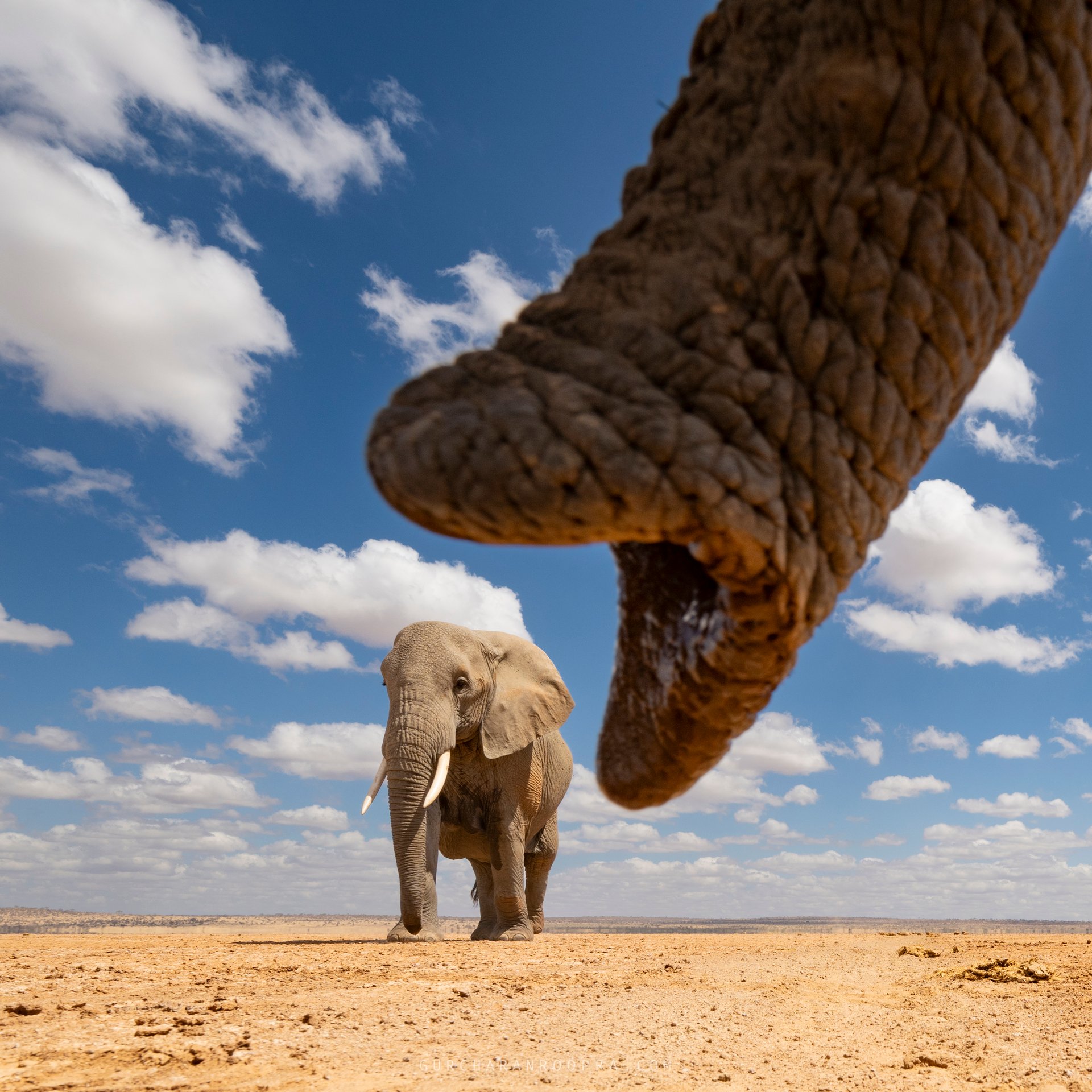 Above: Amboseli's giants up close and personal