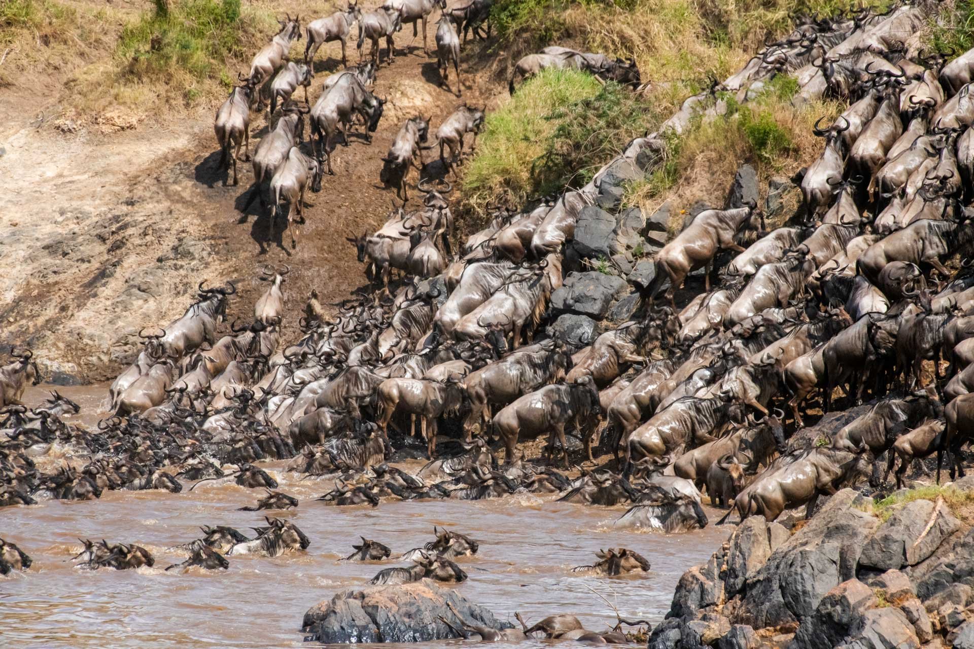 The migration is not for the faint of heart...