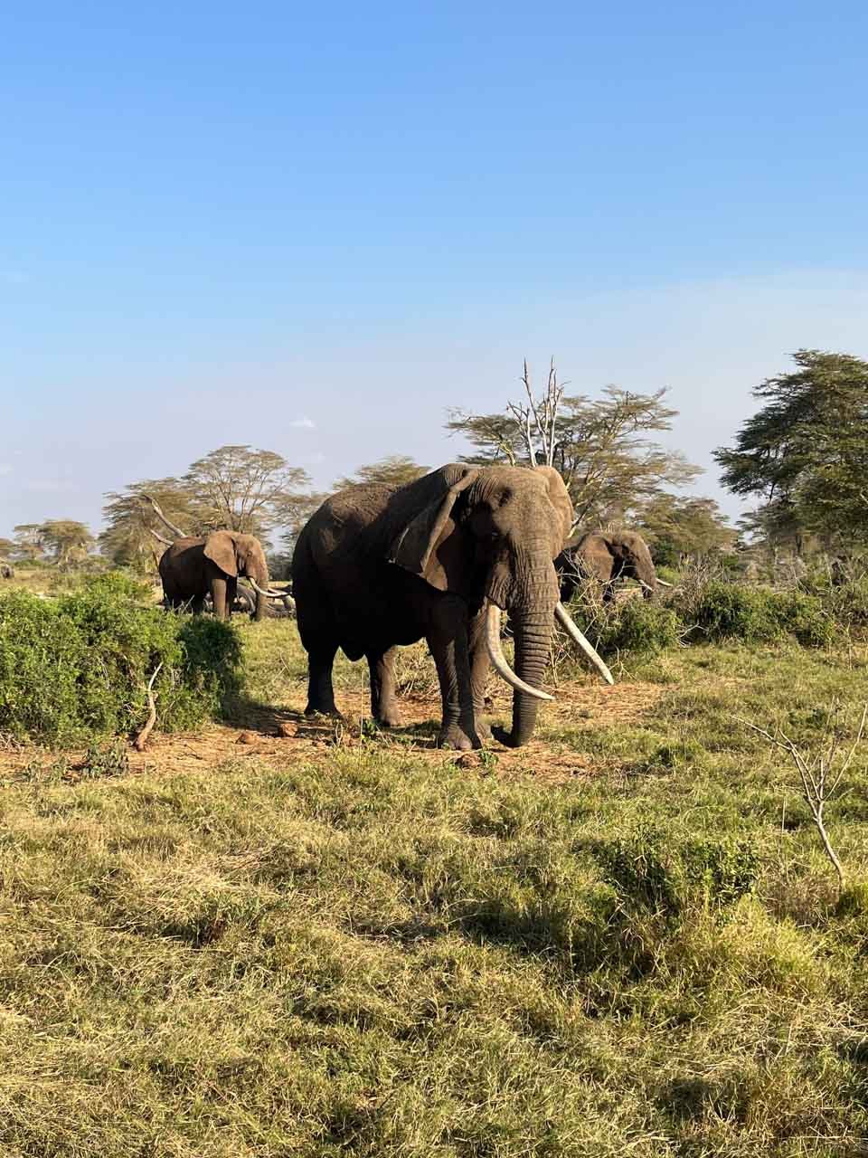 A Super Tusker in the making