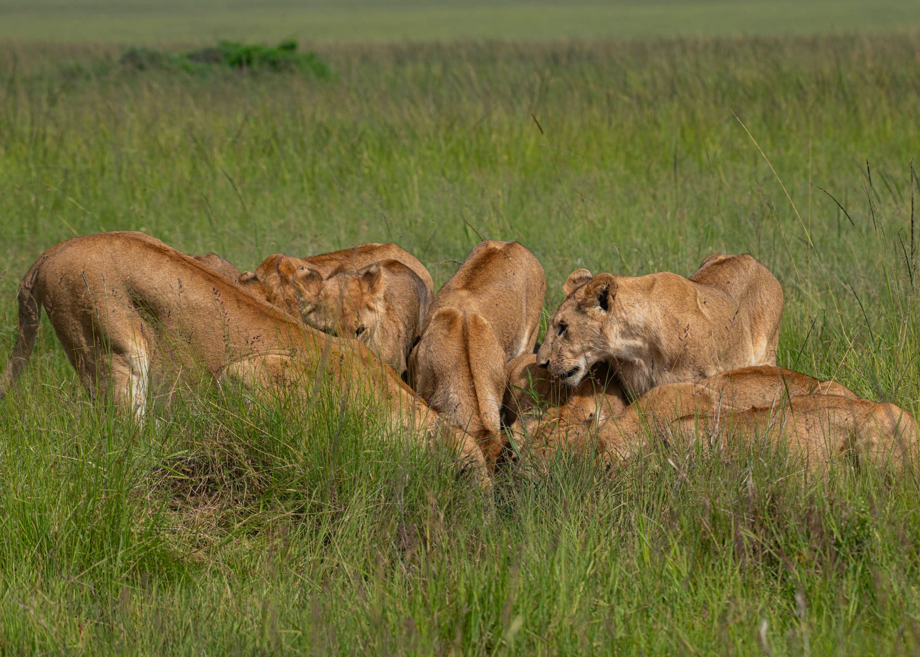 F8.0, 1/320, ISO100 | Guide Jeremy Macharia 