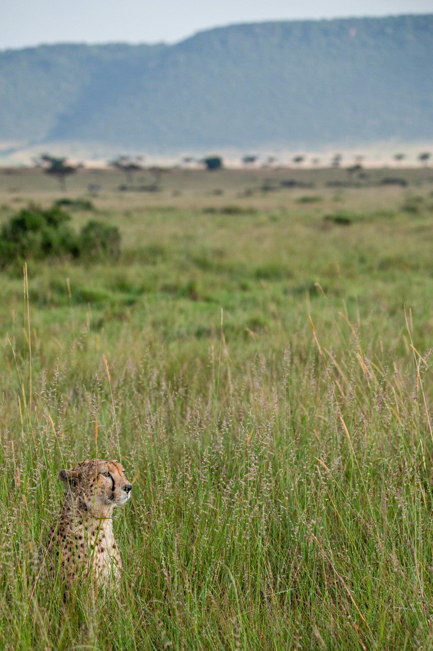 The new grass also means good cover for cheetahs, like Risasi 