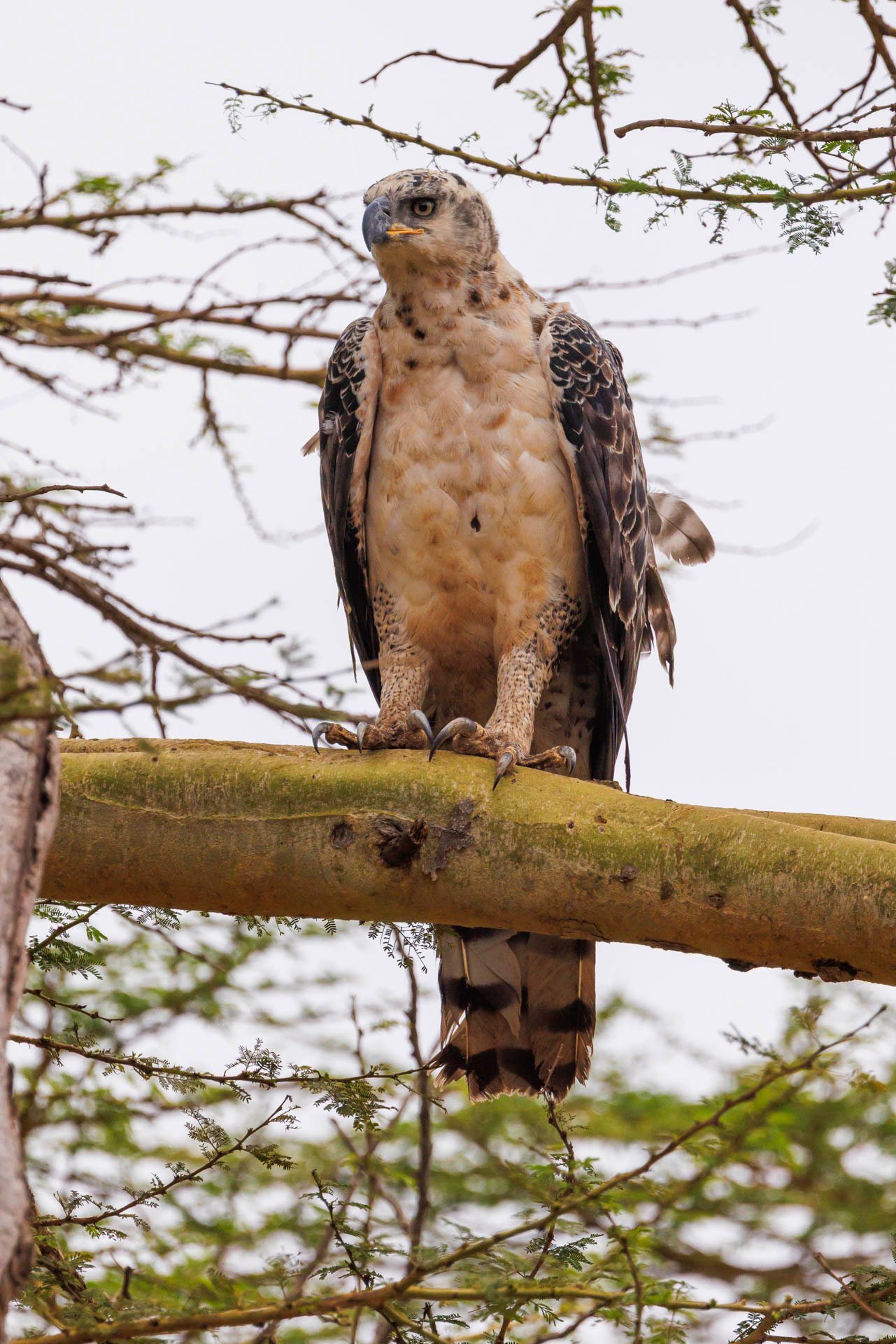 F7.1, 1/4000, ISO640 | Japheth Supeyo 