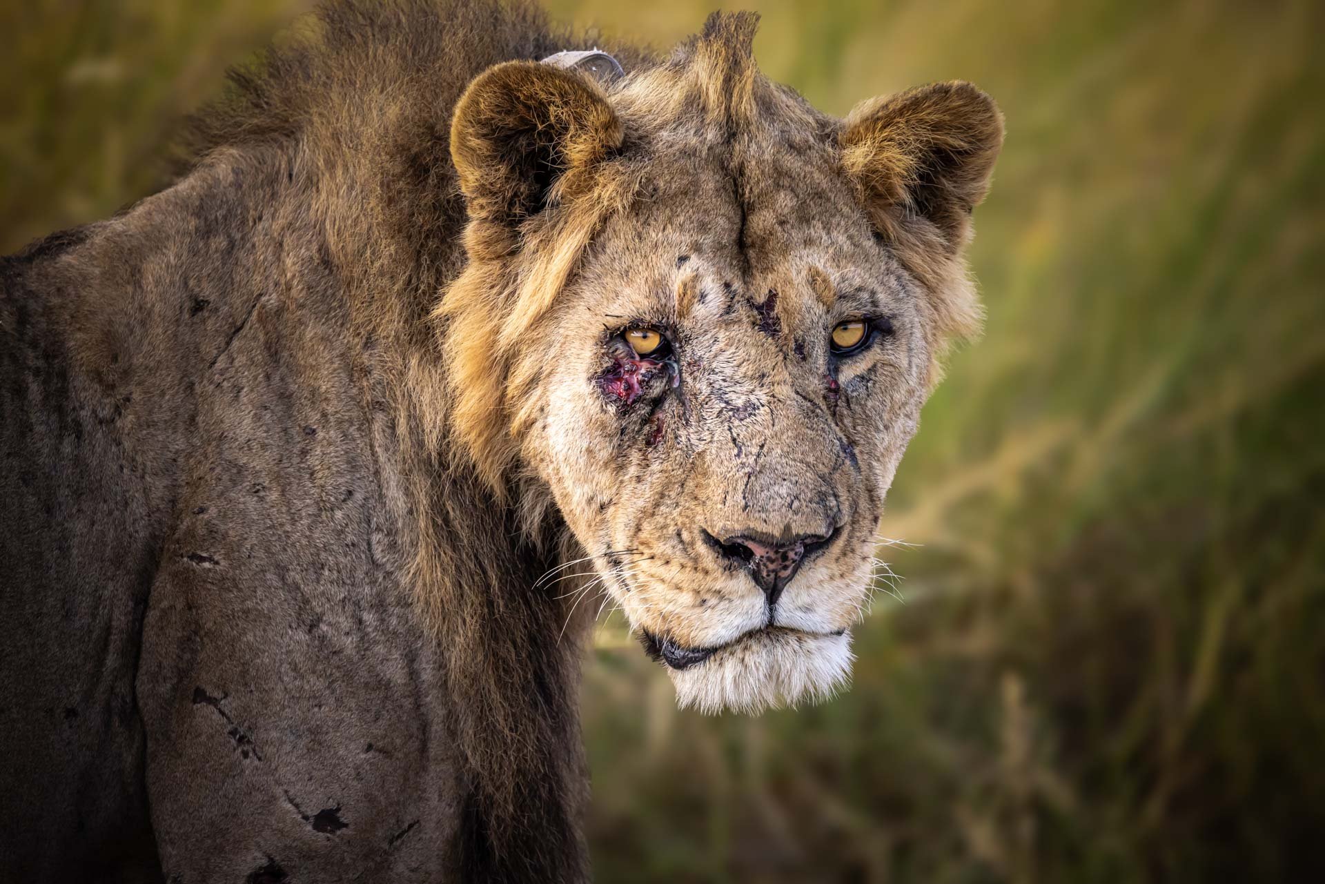 Wearing his scars like a map, each one a story of survival and strength