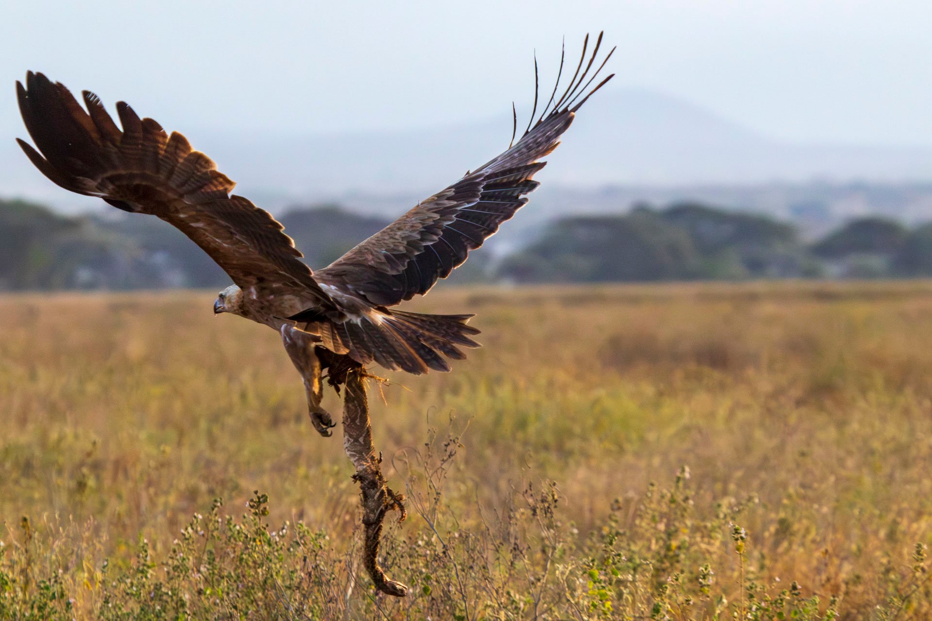 Above: Raptor VS. Reptile