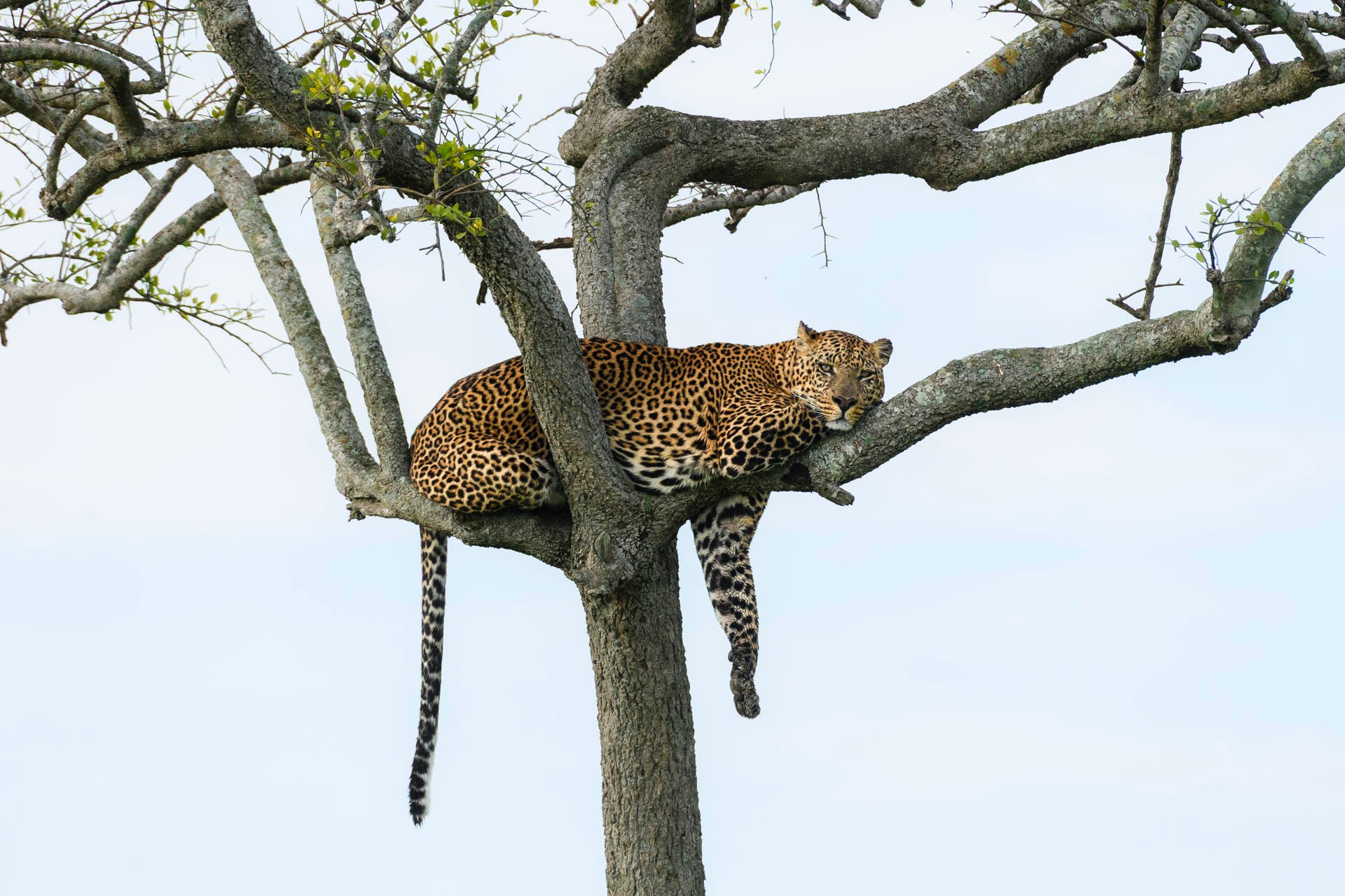 F8.0, 1/640, ISO1000 | Guide Jeremy Macharia 