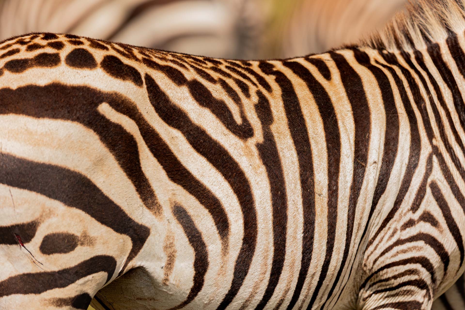 Somewhere between barcode and brushstroke — nature’s modern art