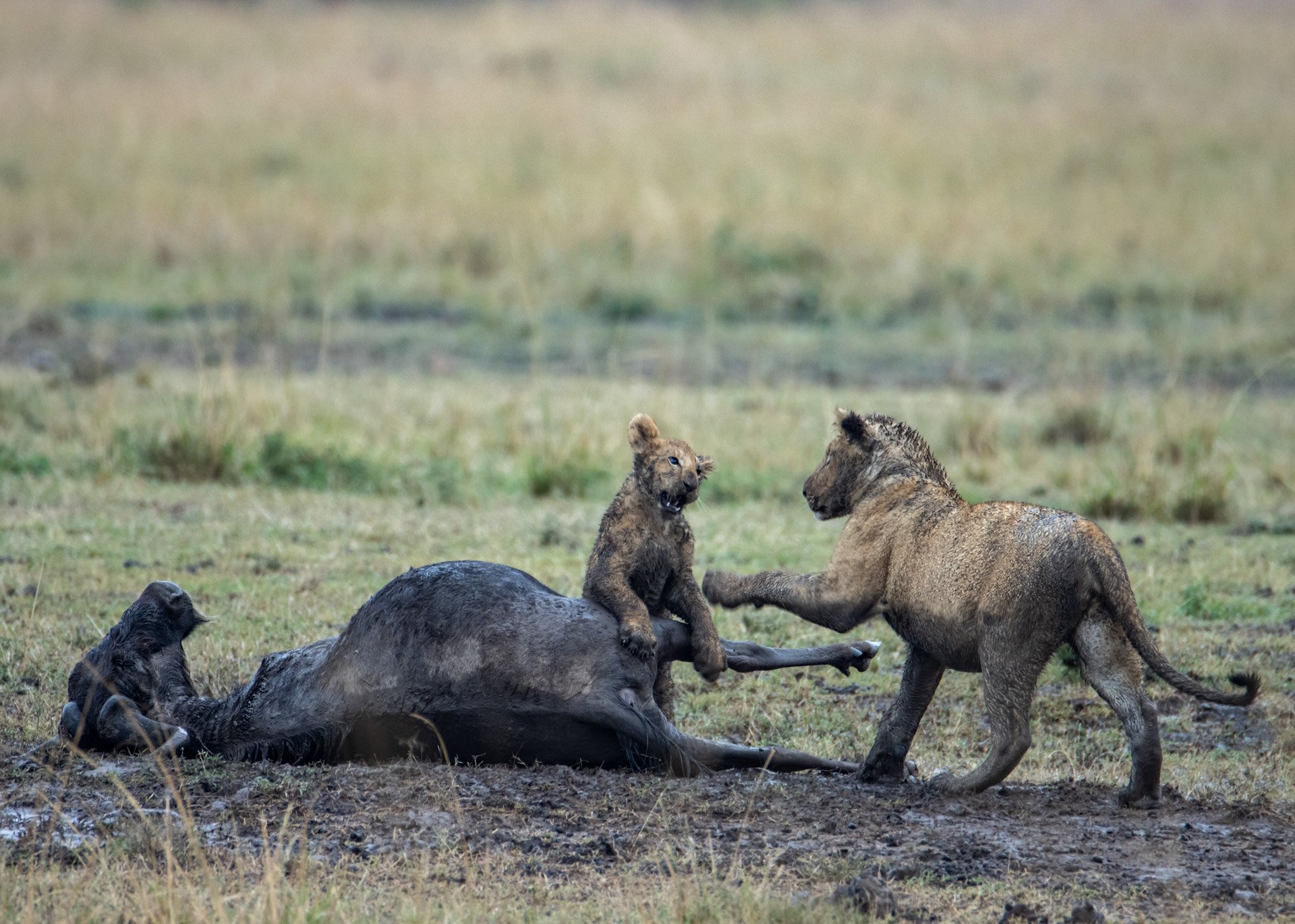 F 6.3, 1/640, ISO 800 | Photo: Robert Kiprotich