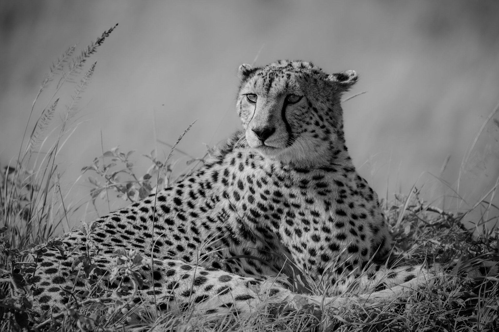 F 7.1, 1/800, ISO 250 | Andrew Andrawes