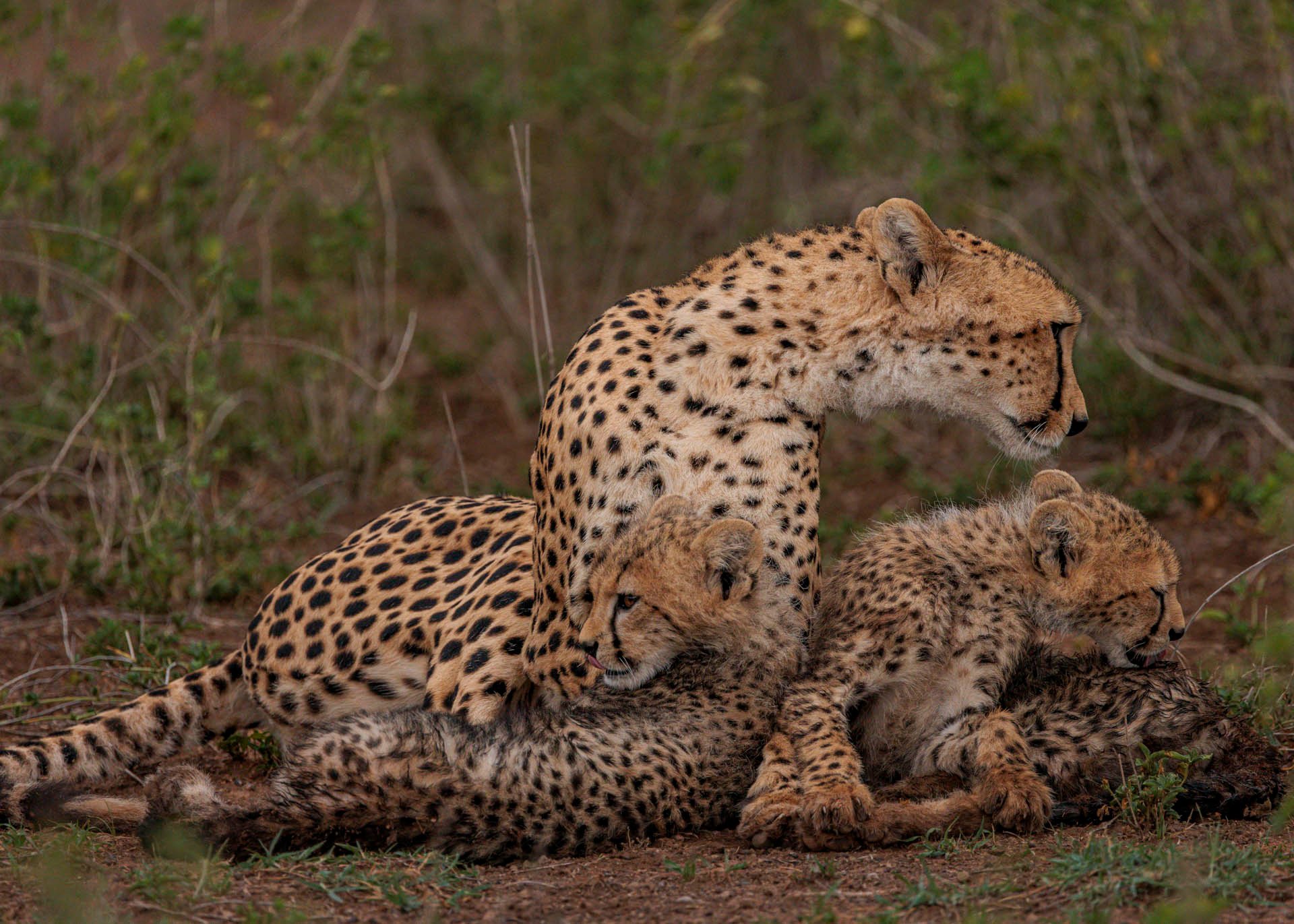 F7.1, 1/1600, ISO1000 | Marvin Mwarangu 