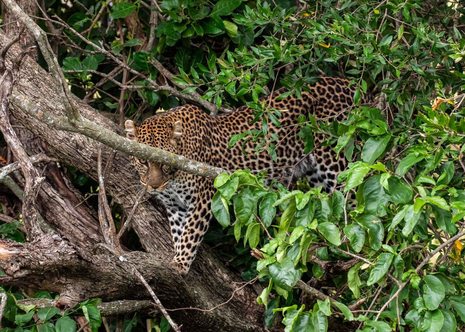 F 6.3, 1/2500, ISO 1250 | Jeremy Macharia 