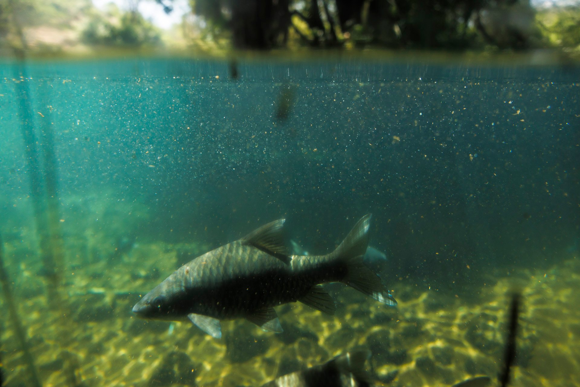 Mzima Springs pumps 250 million litres daily from underground rivers beneath the Chyulu Hills