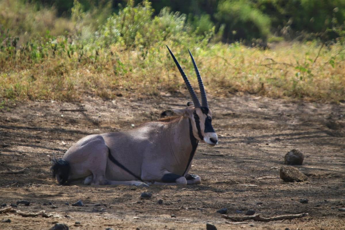 Fringe-eared oryx — built for the rough terrain of Tsavo