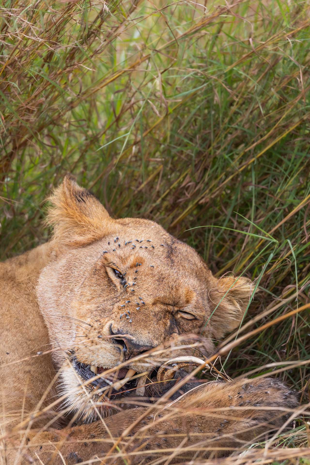 F 6.3, 1/6400, ISO 2500 | Joseph Njenga