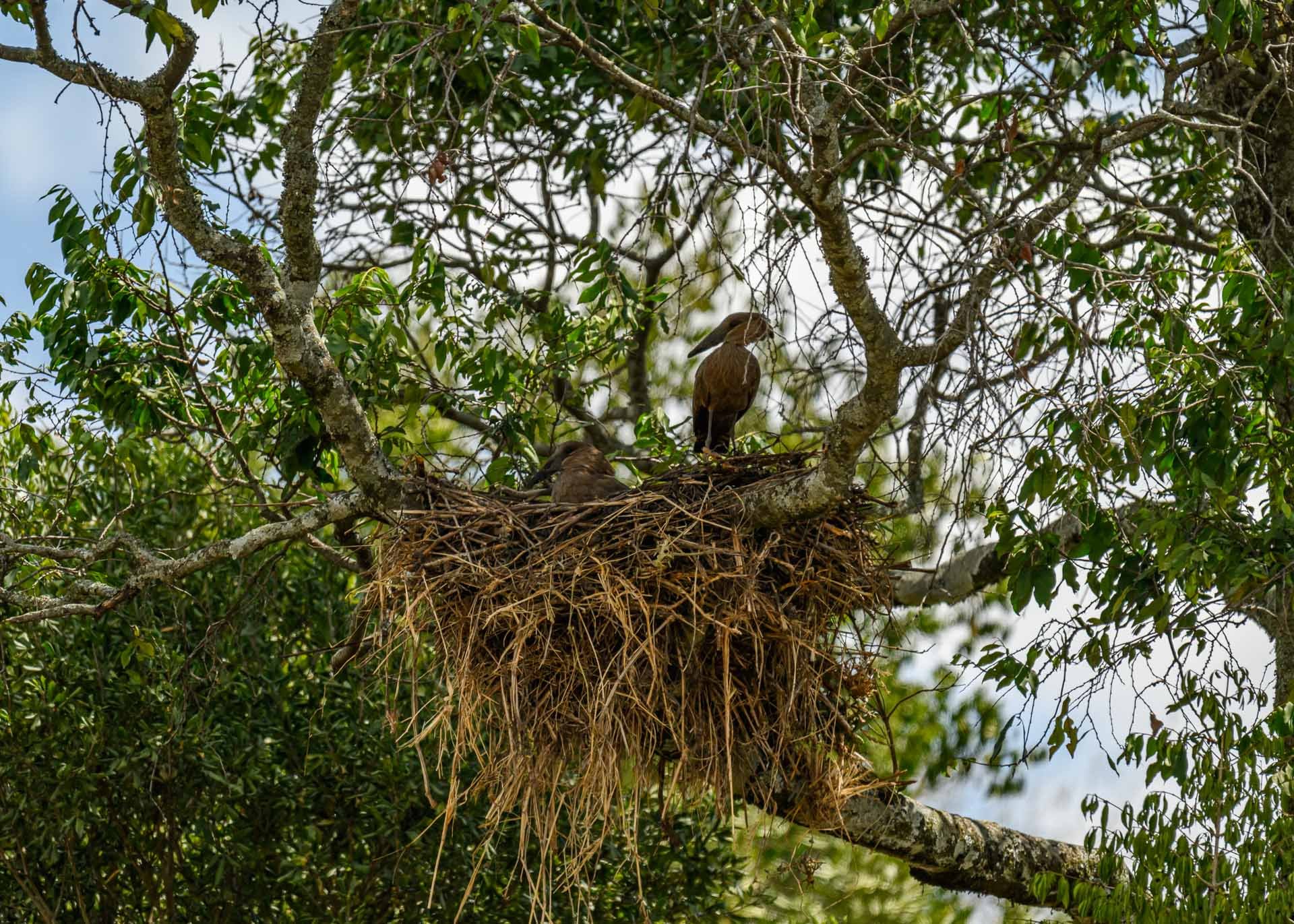 F6.3, 1/1250, ISO250 | Rio Marvin 