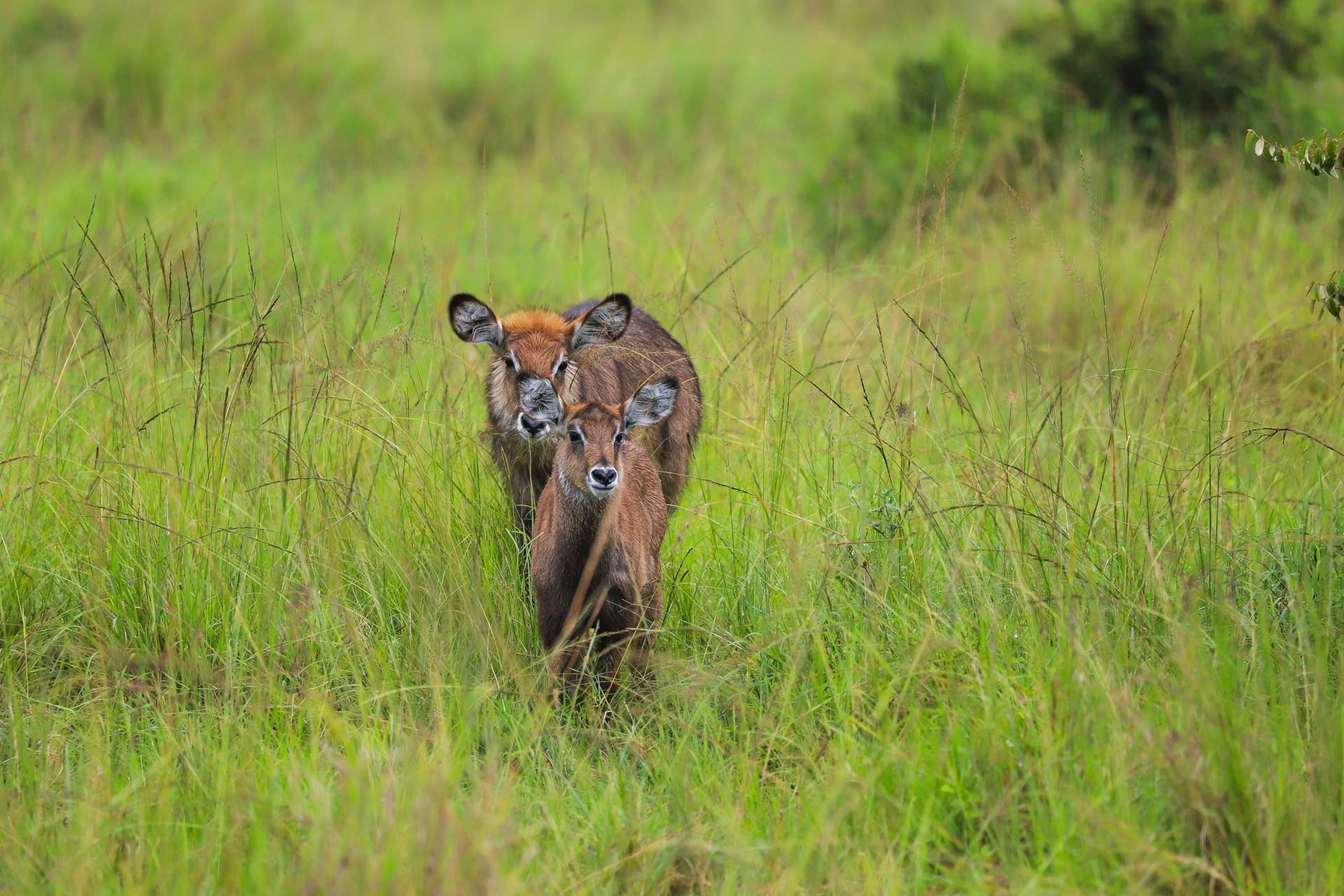 F6.3, 1/800, ISO500 | Japheth Supeyo 