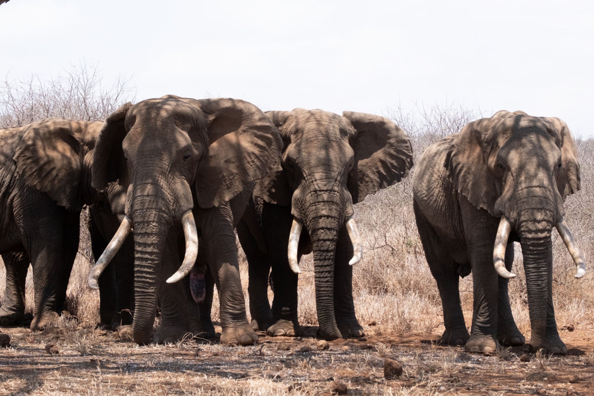 Bull elephants often form loose groups known as bachelor herds