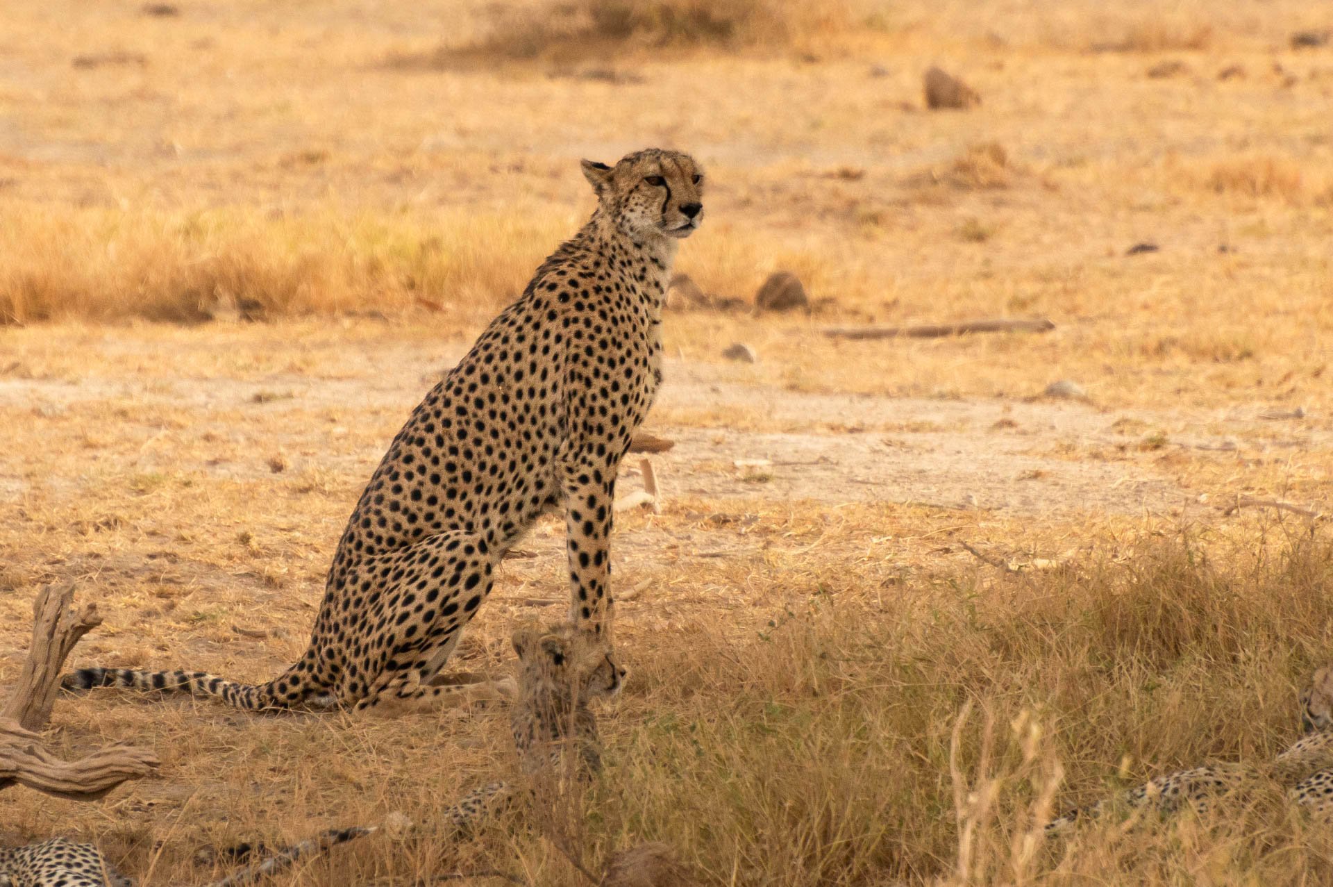 Above: A proud mother looking after her cubs