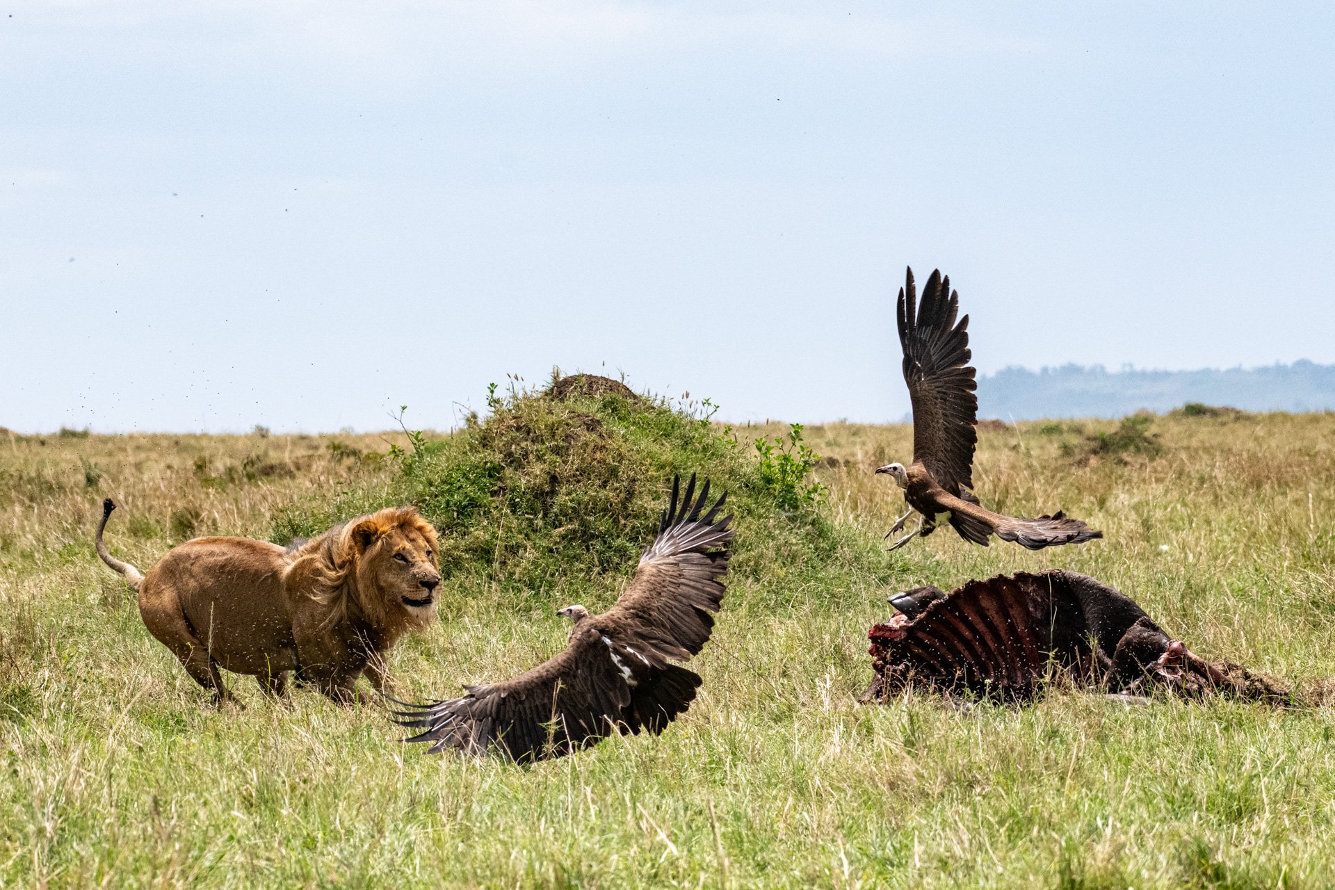 F 9.0, 1/3200, ISO 1600 | Jeremy Macharia