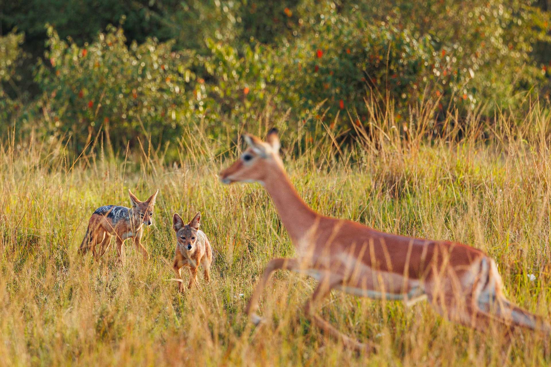 F7.1, 1/320, IS0800 | Arnold Omondi 