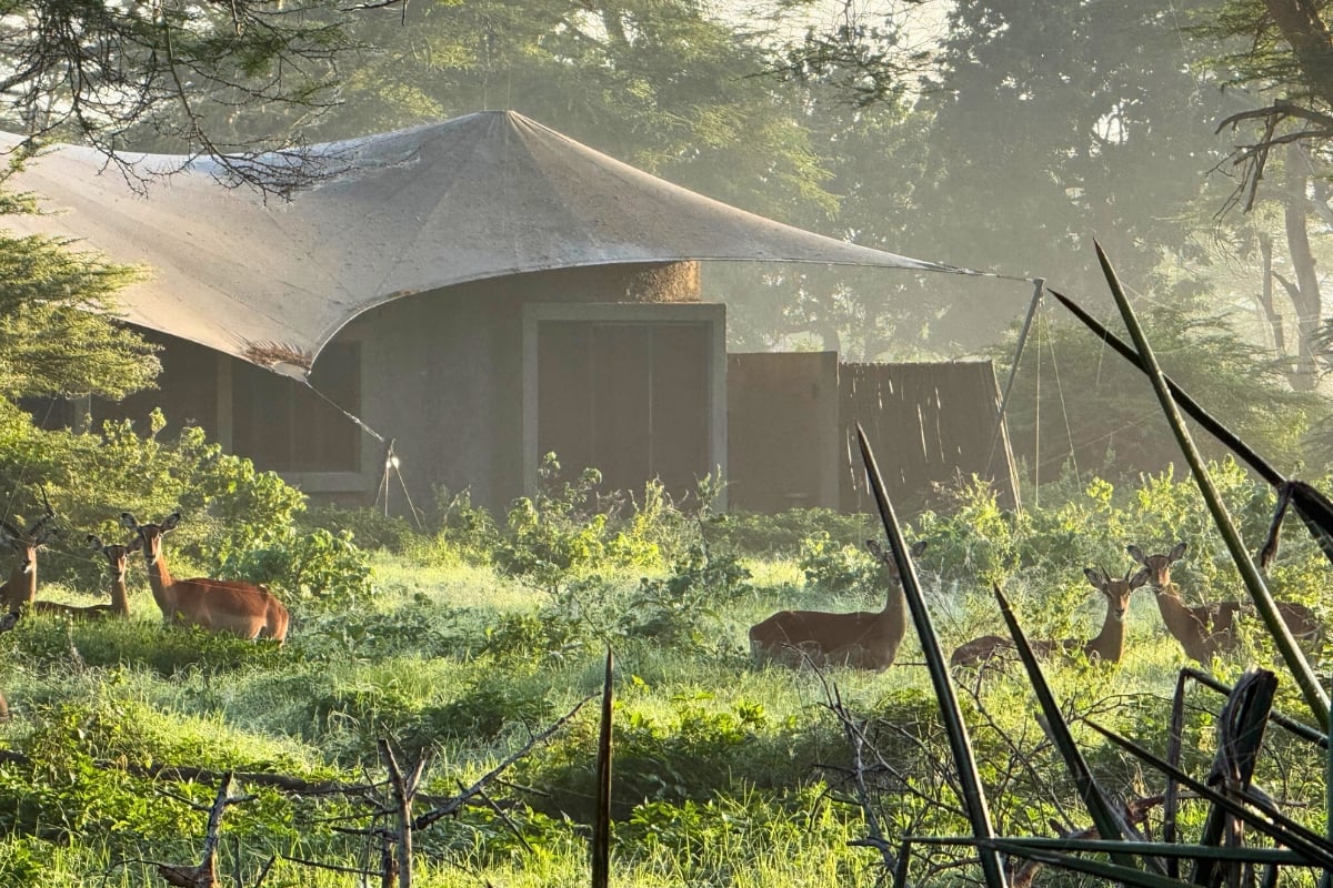 Elephants aren't your only frequent visitors when staying in Angama Amboseli