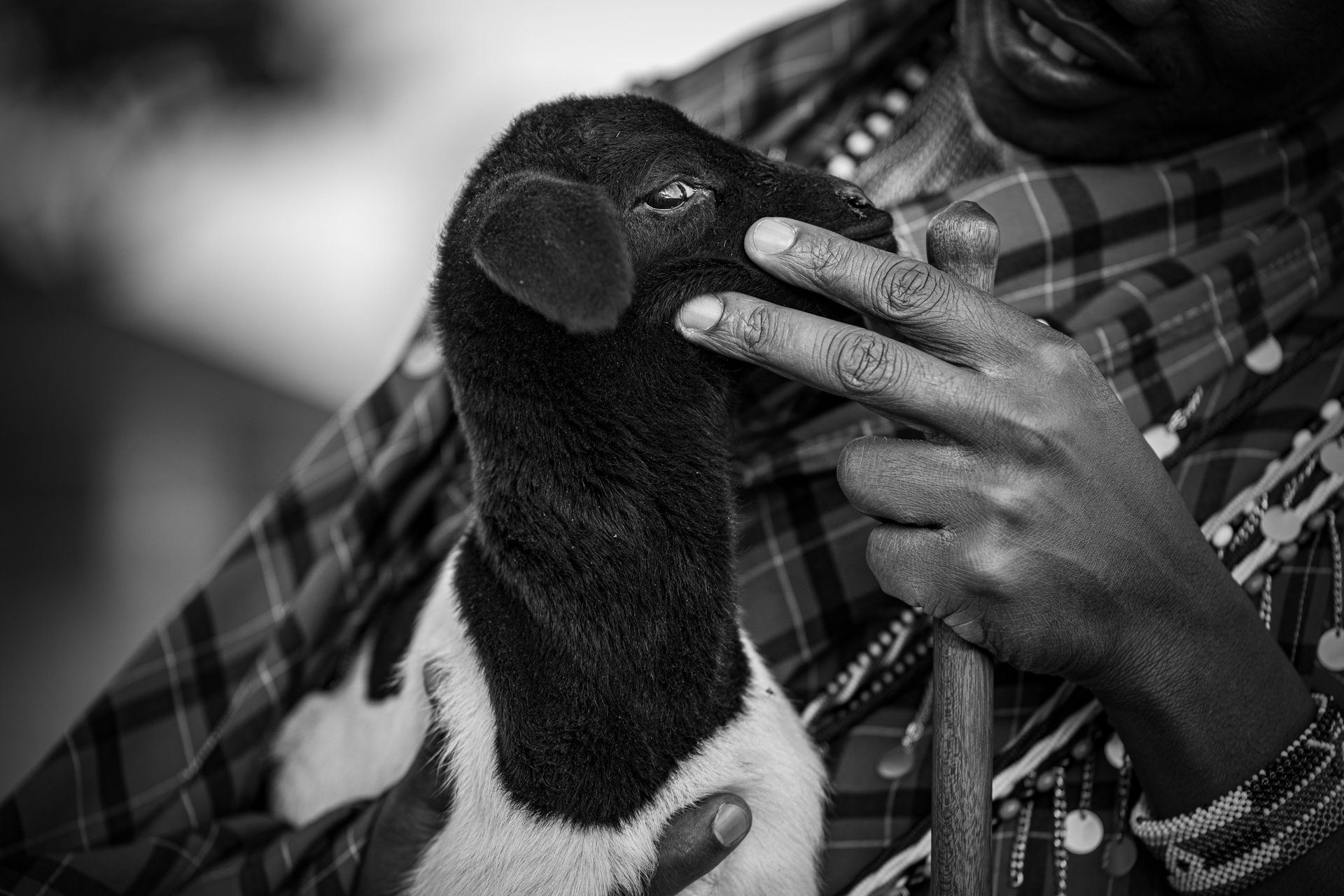 A baby goat is always a blessing