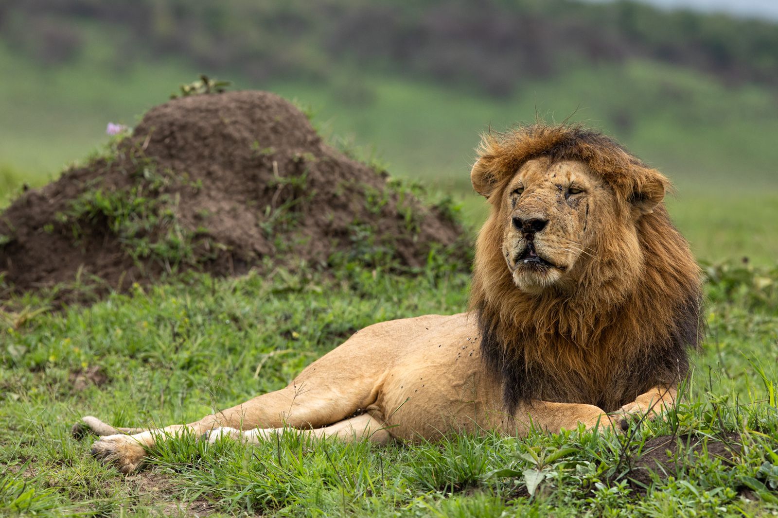 The real-life Lion King