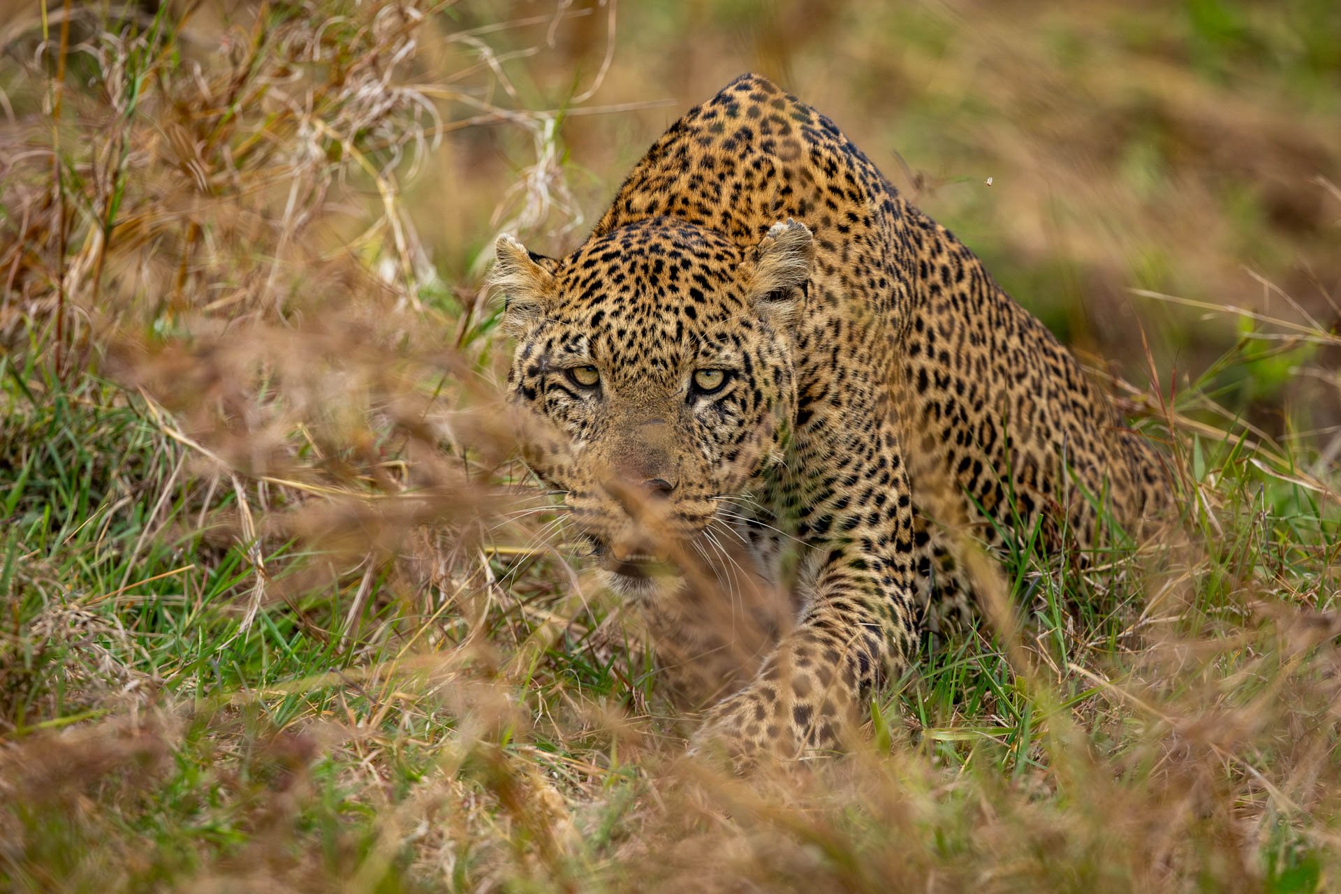 Above: The Salt Lick male with eyes on the prize