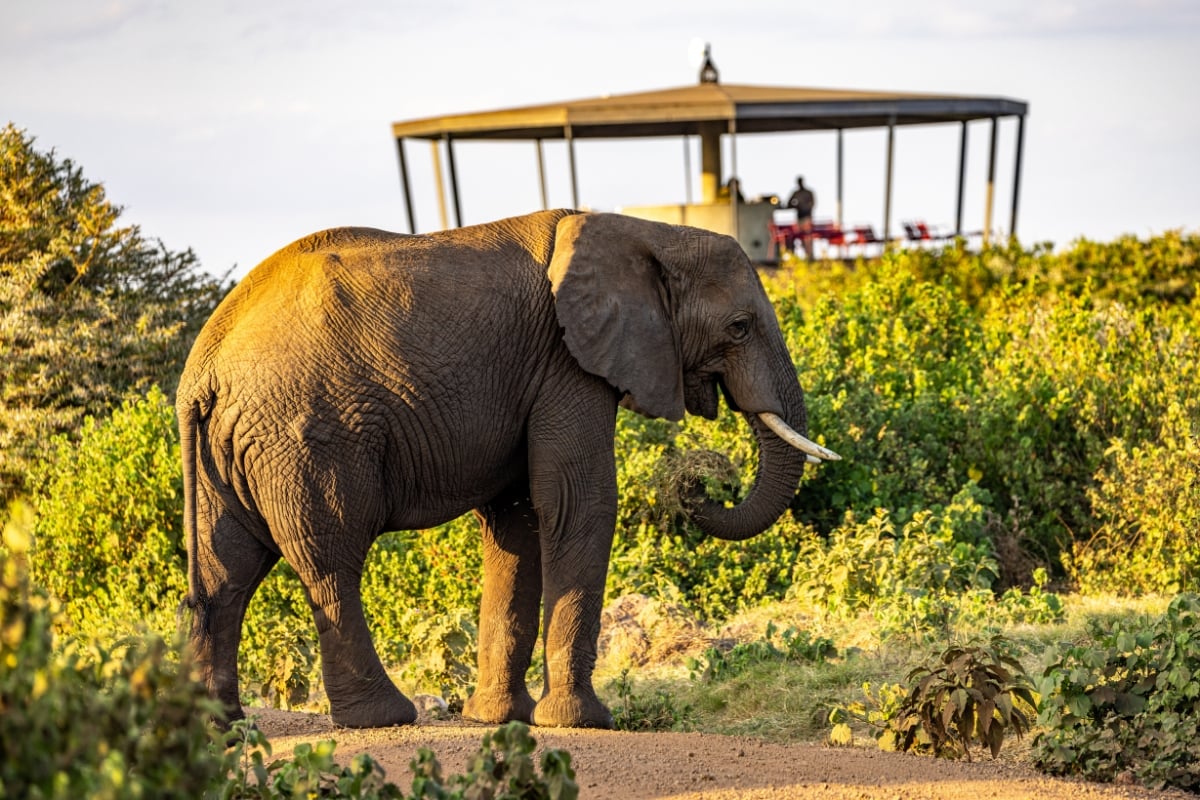 The Mnara created for guests to enjoy the elephants from above
