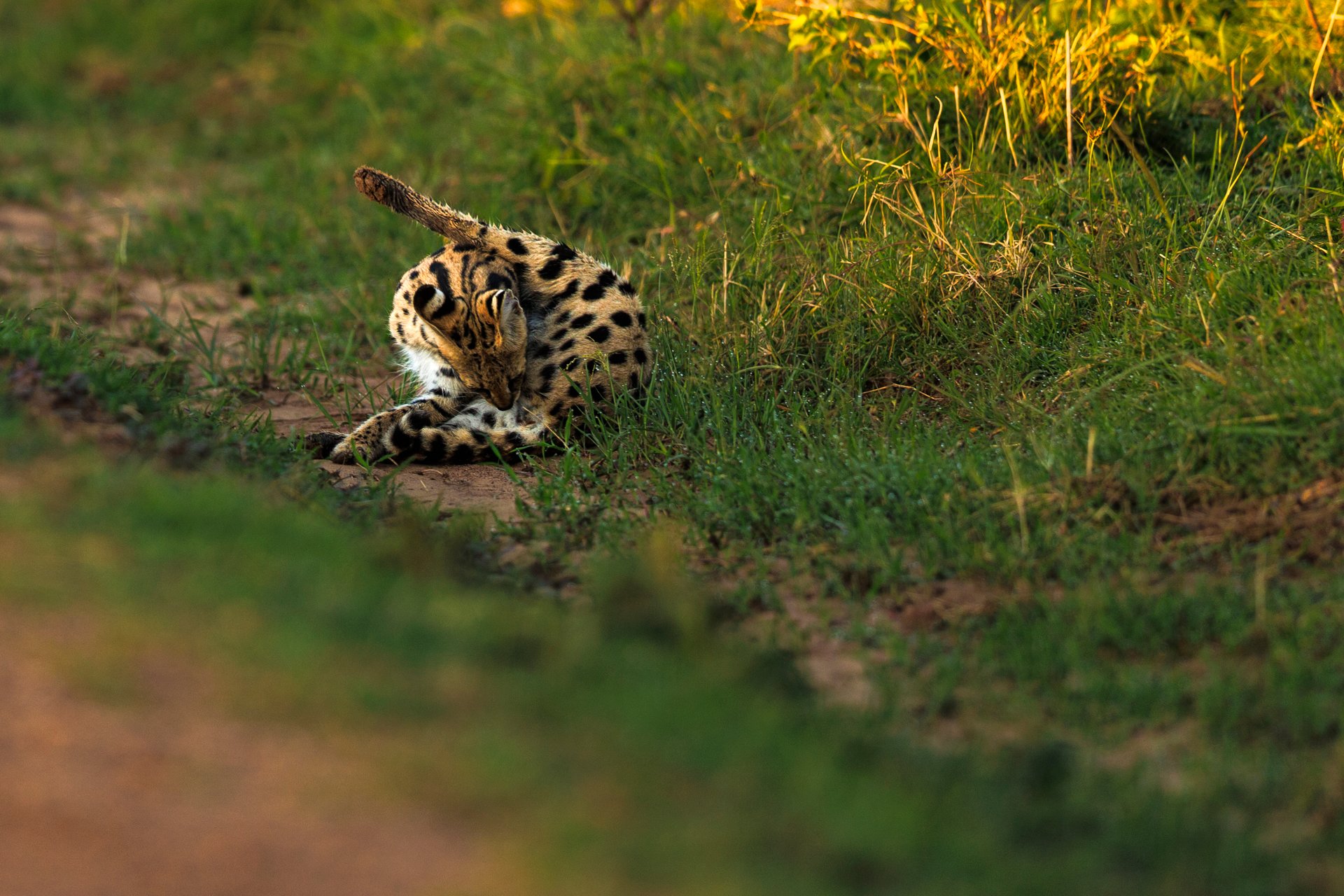 F2.8, 1/800, ISO 250 | Japheth Supeyo 