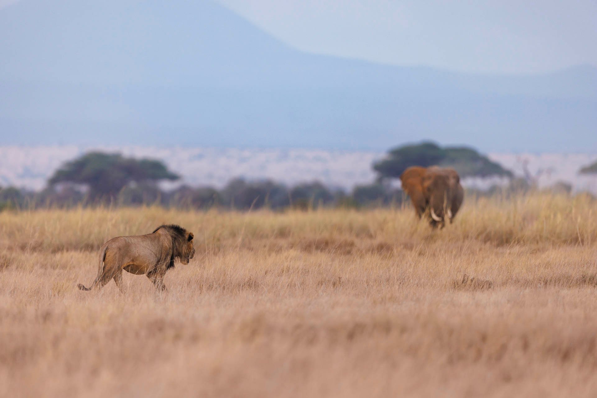 Above: The silent tension between the kings of the savannah