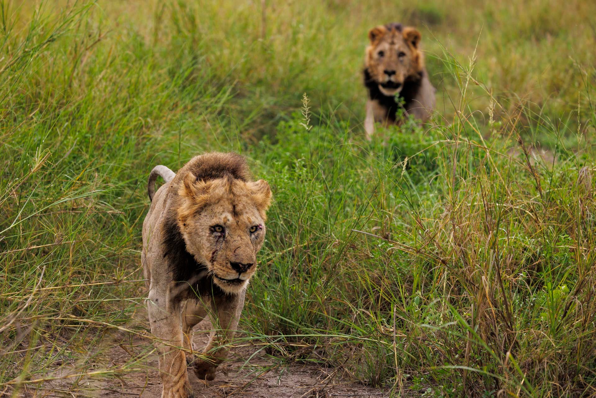 Male 263 chasing Osunash, their usual antics 